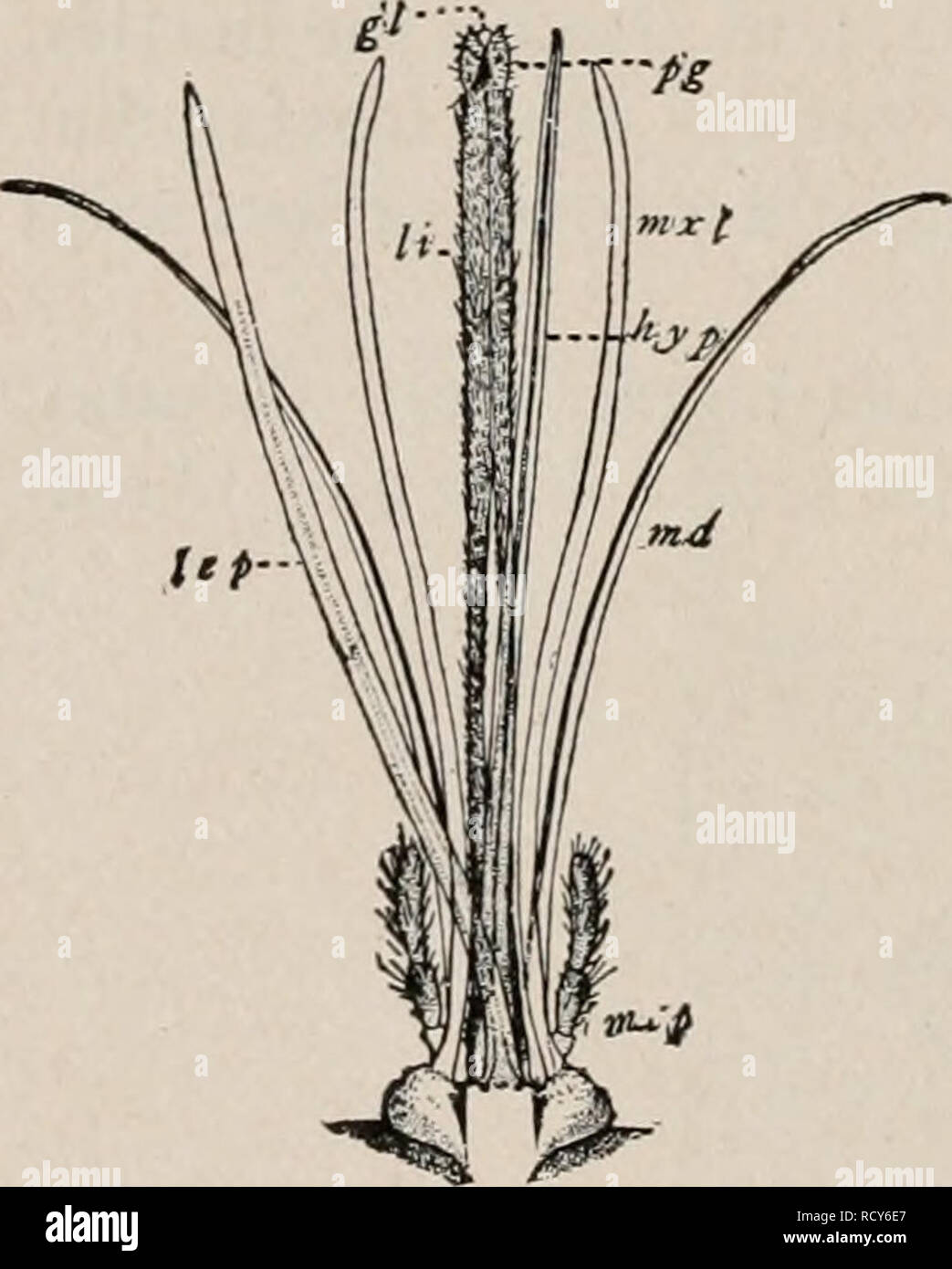 Stylet Insect . Elementary textbook of economic zoology and entomology. Zoology ...