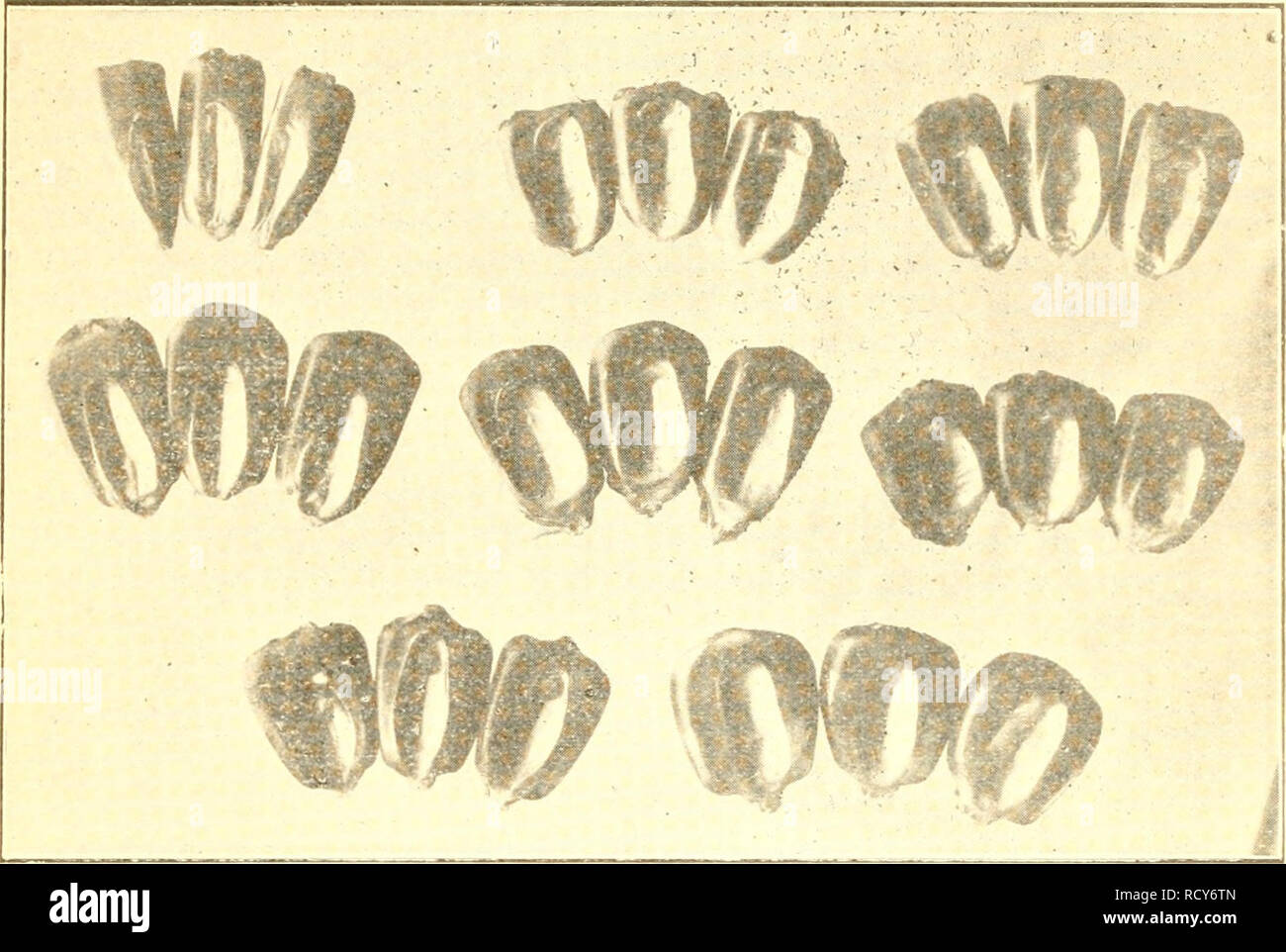 . An elementary laboratory study in crops for the schools of Michigan. Seeds; Gardening. STUDY IN CROPS. 25. Fig. 7.—A study of kernels. Tlie shoe-peg type is seen in tl:e upper left hand corner. The three kernels in the upper right hand corner approach most nearly to the ideal .shape. Note the unoccupied space because of the rounding edges in most of the cases.. Please note that these images are extracted from scanned page images that may have been digitally enhanced for readability - coloration and appearance of these illustrations may not perfectly resemble the original work.. Jeffrey, Jose Stock Photo