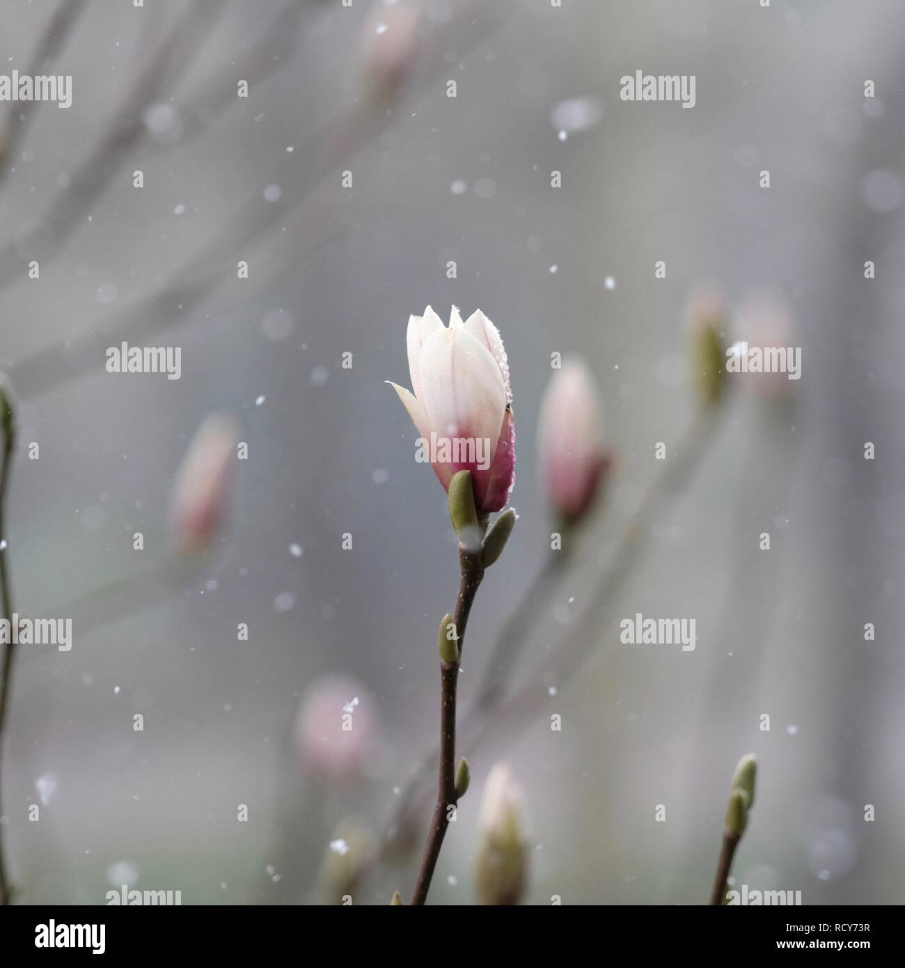 Close-up of a magnolia bud in a snow flurry. Grey and pink pastel colours. Shallow depth of field. Stock Photo
