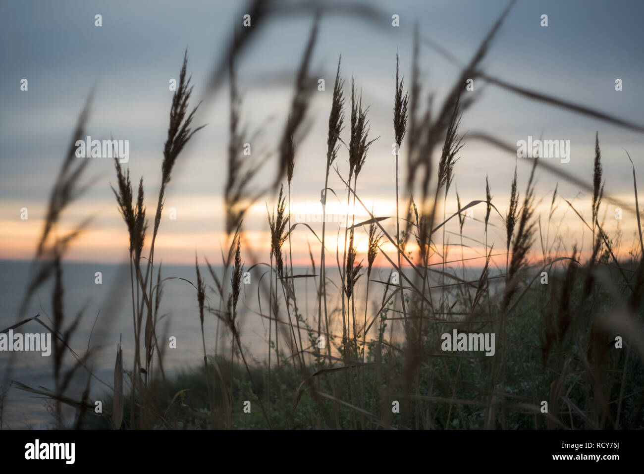 Poaceae or Gramineae plant like the Timothy grass at the foreground and moody colors of the sunset on the beach in Brittany, France. Stock Photo