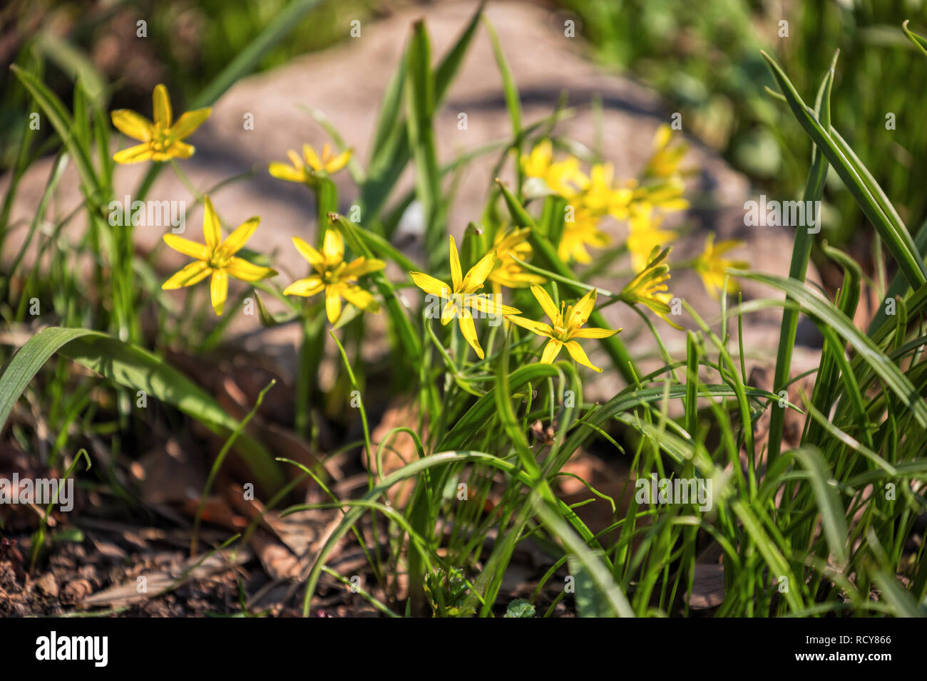 Small yellow flowers of Gagea in early spring Stock Photo