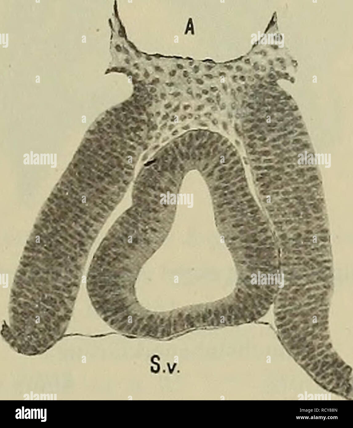 . Denkschriften Österreichische Akademie der Wissenschaften