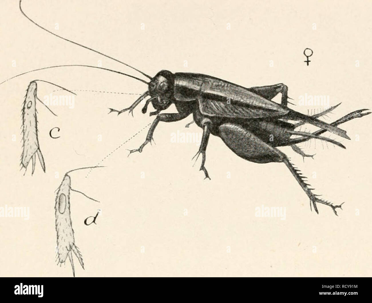 . Elementary entomology. Insects. 86 ELEMENTARY ENTOMOLOGY. cannibals. The eggs are laid in the ground in the fall and hatch the next summer. The males have the best-developed musical apparatus of all the orthopteran orchestra. The principal vein, which extends along the base of the wing-cover, is ridged like a file, and on the inner margin of the wing-cover, a short distance from the base, FIG. 108. Female of Gryllus assimilis, with inner and outer the edge is hard- views of auditory membranes on front tibiae, at c and d pried SO that it (After Marlatt, United States Department of Agriculture Stock Photo