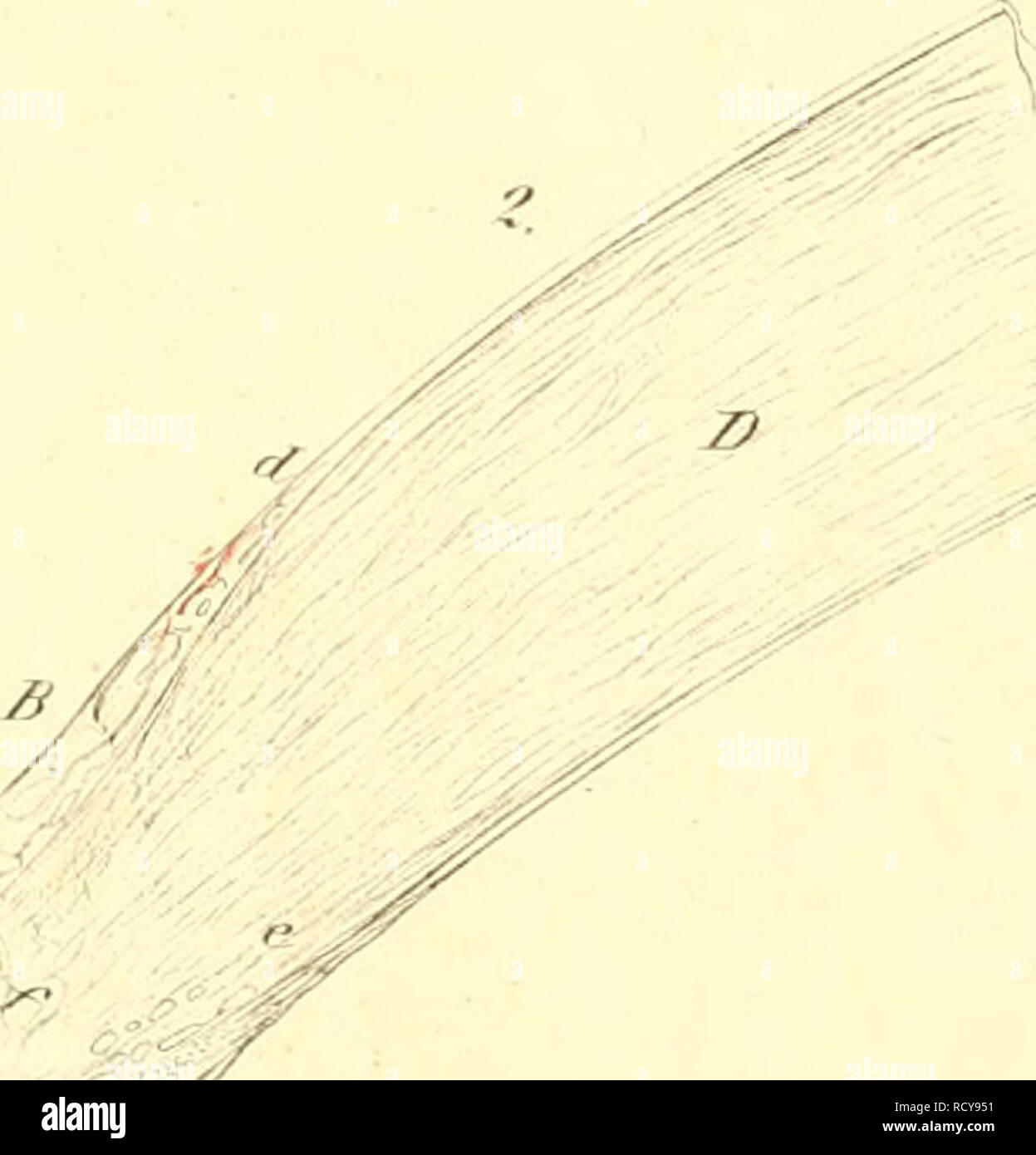Denkschriften Asterreichische Akademie Der Wissenschaften T R Ffl L Ciirfini Fi Li I A Ri A Iti F Ffta Rl If T T F W R Vt E Yu Fr Irrnirrlitii Ilinr Fjt Lirri Ff It Rhnnhiiffrxhnifcti Ilfr Trlhin E c Lcil Ir N Niliil Ir