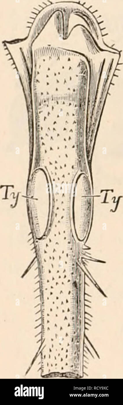 . Elementary text-book of zoology, tr. and ed. by Adam Sedgwick, with the assistance of F. G. Heathcote. 538 IXSECTA. as nervi respiratorii or transversi, is to be regarded as a true sympa- thetic. These nerves are given off near one of the ganglia of the ventral chain from a median nerve which runs between the two ventral nerve cords, has a root in the ganglion, and sometimes forms a small sympathetic ganglion. After their separation they again form lateral ganglia, the nerves of which pass into the lateral nerves, but afterwards separate again from the latter, and after forming plexuses supp Stock Photo