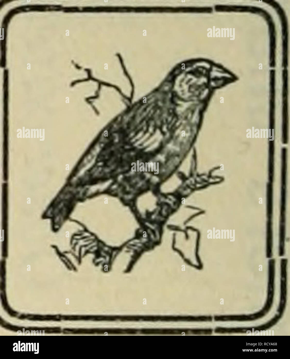 . Der Ornithologische Beobachter. Birds; Birds. — 184 - — Zweites Verzeichnis der in Golombier (bei Neuenburg) beringten Vögel. Von Prof. A. Mathey-Duprat Ring No. Art 1583. Kohlmeise, 96, Parus major (L) 1601. Spechtmeise, 76. Sitta eaesia (L.) 1614. Sumpfmeise, 93, PoeeiLe palustris 1619. id. 1620. Kohlmeise, 96, Parus major 1604. Blaumeise, 97, Parus coeruleus (L.) » Datum 2 der « Beringung Ö $ 17. Dez. 1910 -26. „ — 8. Jan. 1911 —16. Wie lange nach der Markierung wieder erbeutet 19. Jan. 1911 26. März 1911 25., 30. u. 31. März 1911 6. April 1911 18. Jan. 1911 13. März 1911 8. April 1911 S1 Stock Photo
