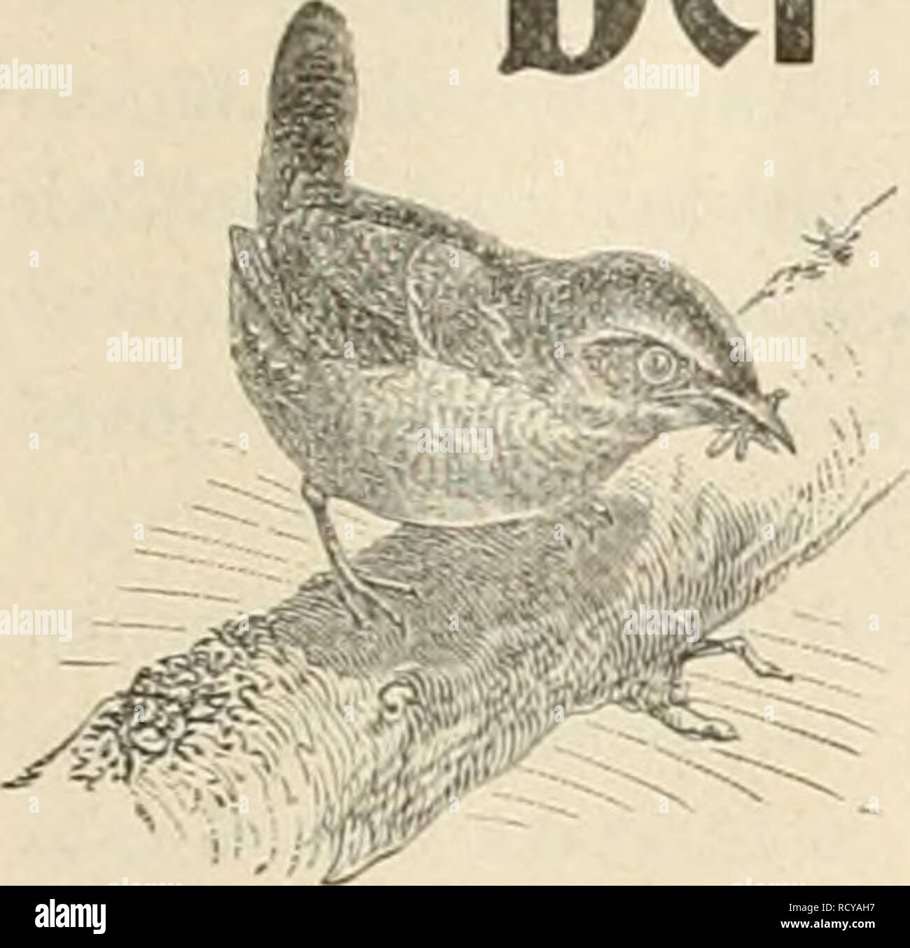. Der Ornithologische Beobachter. Birds; Birds. Heft 38. 17. September 1903. Jahrg^ang II.. Der Ornitbologiscbe Beobachter. Wochenschrift für Yo^elliebhaber und Vogelschutz. Redaktion Carl Dflut, Berit imi Gustav von Burg, Ölten. — —?+ Erscheint jeden Donnerstag. Herausgegeben von Carl Daut in Bern (Schweiz). Inhalt: Autwort an HeiTii G. von Burg, Mitredakteur des „Oriiithol. Beobachters". — Feldstecher und Birschgläser für den Beobachter und Freund der Natur. — Interessantes der Woche. — Kleinere Mitteilungen: Zutrauliche Störche. — Kanarinvögel als Pflegeeltern eines Kuckucts. — Über de Stock Photo