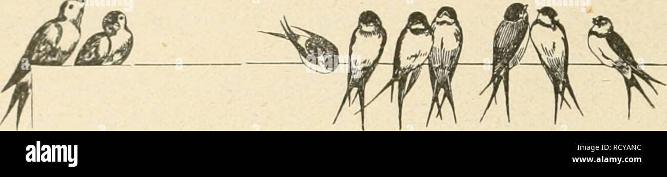 . Der Ornithologische Beobachter. Birds; Birds. — 14 — die Neapeler Jagdzeitungen, z. B. die «Tribuna-Sport», Nrn. 1 u. 2, U)()7, melden sehr starken Zug in den Sümpfen der Umgegend und in den Sumpfgebieten von Bari zu Anfang Januar. Graf Arrigoni Degli Oddi bat kürzlich in der «Avicula , Nr. 105/06, einen Artikel über verhältnismässige Häufigkeit von Arvensis und Segetum in Italien publiziert. Die Saatgans (A. segetuni) ist viel häutiger als arvensis; sie kommt im Winter in der Proportion von 4 : 1 vor. Der «0. B.» würde sich ein Verdienst erwerben, wenn es ihm gelänge, vom Engadin genaue Dat Stock Photo