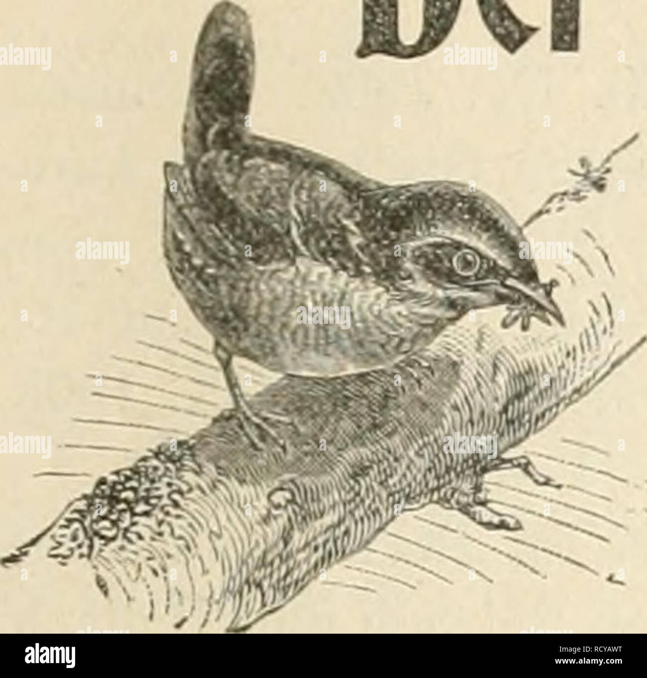 . Der Ornithologische Beobachter. Birds; Birds. Heft 30. 14. Mai 1903. Jahrgang II.. Der Ornitbologiscbe Beobachter, Wochenschrift für Yogelliebhaber und Vogelschutz. Rciaktion Carl Dflut, Bern und 6u$tav von Burg, Oltcn. Erseheint jeden Donnerstag. Herausgegeben von Carl Daut in Bern (Schweiz). Inhalt: Appcl uux Ornitliologistes de la Suisse! — Ornithologische Beobachtungen, von Dr. L. Greppin, Eosegg, Solothurn (Scliluss). — Die rabenartigeu Vögel, von Dr. H. Fischer-Sigwart (Forts.). — Ornithologisches aus dem Aargau, von J. J. Mumeutlialer, Brugg. — Über Eisvogelliöhlcn, von Alfred Aeschba Stock Photo