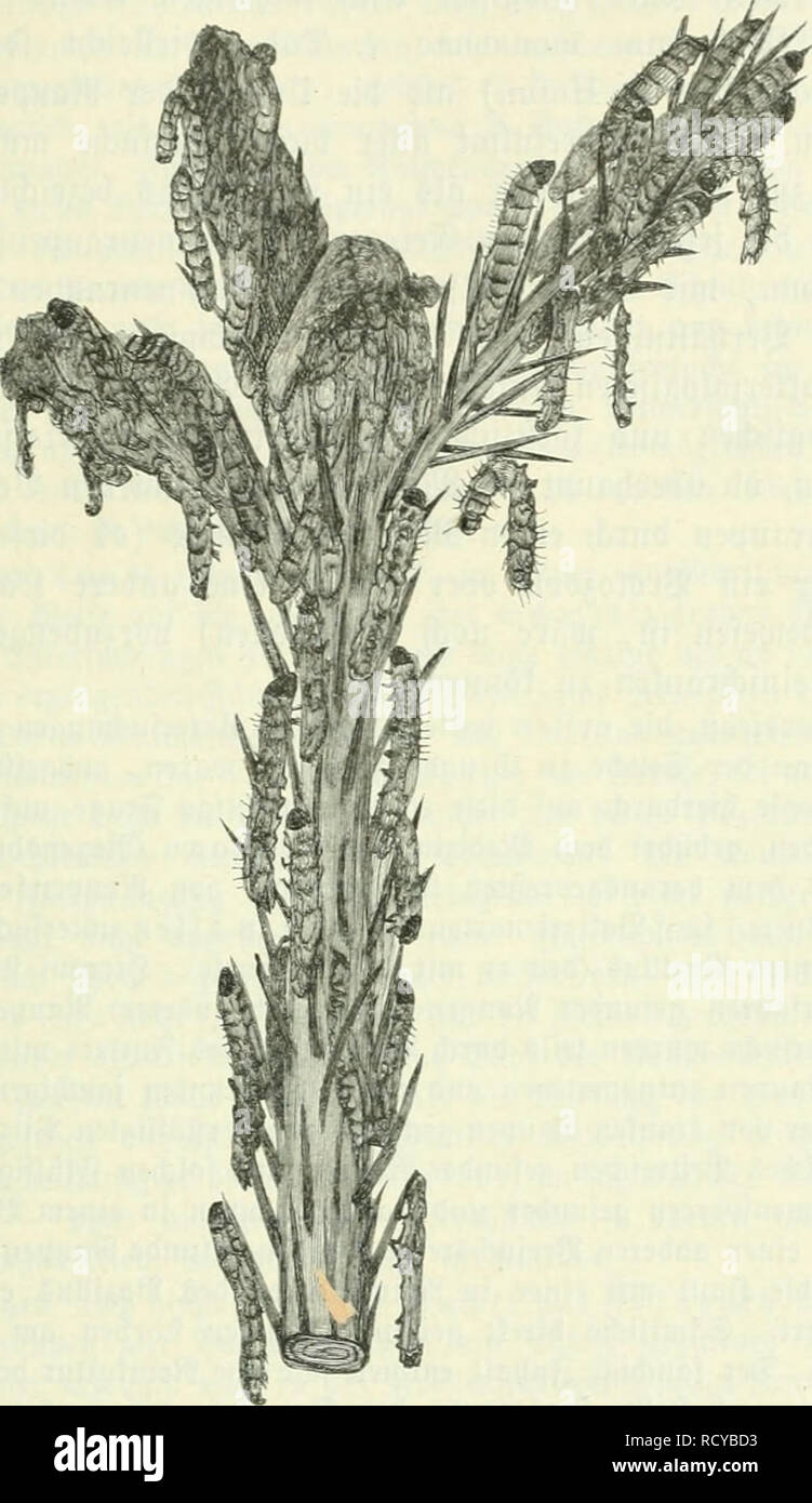 Silbe High Resolution Stock Photography And Images Alamy