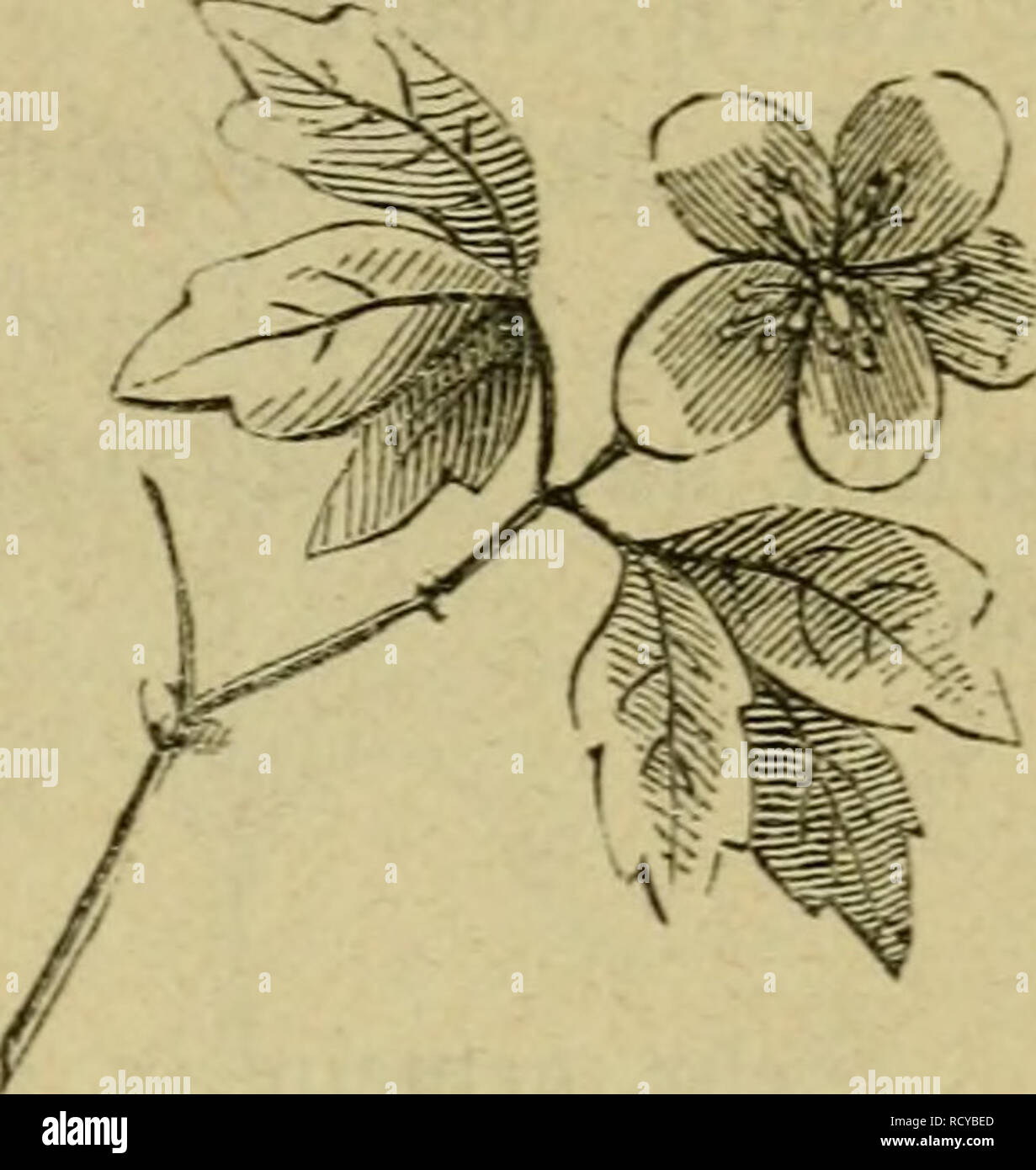 Download Gro?E Steine F?R Garten Pictures