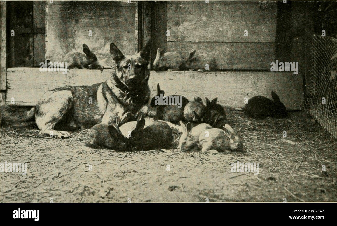 . Der deutsche Schäferhund in Wort und Bild. German shepherd dogs. (Bangen feine flngeijörigen 3ujammenl}altcn, größeres Hbftanöljalten oöer gar ein brennen nicht öulöen toili unb aufgeregt oon einem 3um anderen raft, um feine „Jjeröe&quot; roieöer 3ufammen3ubringen. Dafe bei einem fo betätigungsfreubigen J}unbe, toie unfer Sd}äfer= Ijunb, ba, wo feine bienftlidje Dermenbung ftattfinbet, ber Spieltrieb bis ins tjobe fliter rege bleibt, ift nid&gt;t erftaunlid). Spiel ift eine Dor- bereitung auf ben drnft bes £ebens; es foll ein Bilb ber IDirflid^feit geben, bod? nidjt bis in beren äu^erfte Sd} Stock Photo