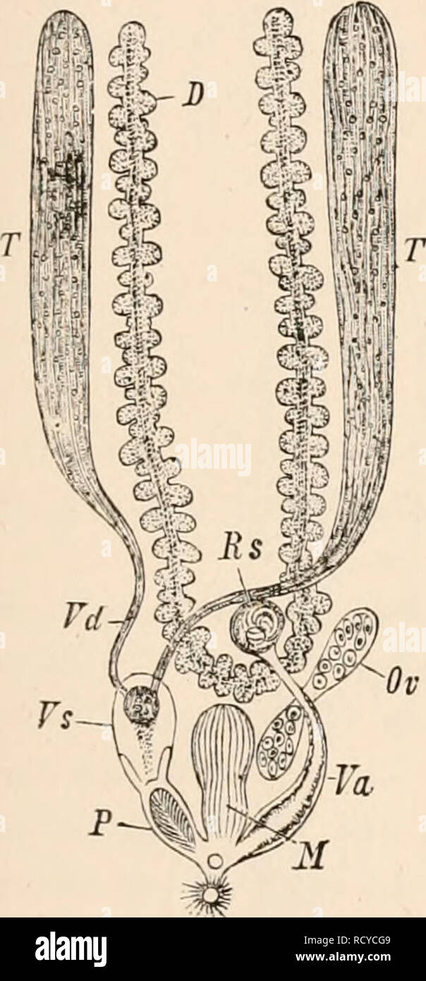 . Elementary text-book of zoology, tr. and ed. by Adam Sedgwick, with the assistance of F. G. Heathcote. SEPARATION OP THE SEXES. 101 hermaphrodite arrangement; such, for instance, as may be seen in the arrangement of the generative ducts of the Vertebrata. In the Amphibia both male and female generative ducts, which are secondarily derived from the urinary ducts, are developed in each individual. The oviduct (Miillerian duct) in the male atrophies, and is only repre- sented by a small rudiment (fig. 966, M(j); while, on the contrary, in the female, the vas defereus (Wolffian duct) is rudiment Stock Photo