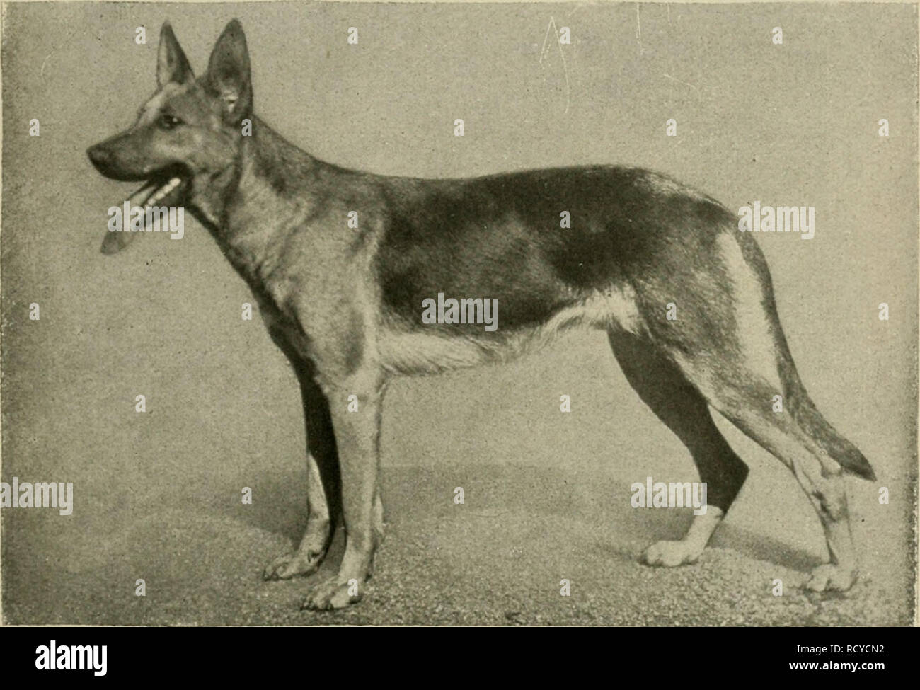 owalo design Tiere In Not Solingen Hunde