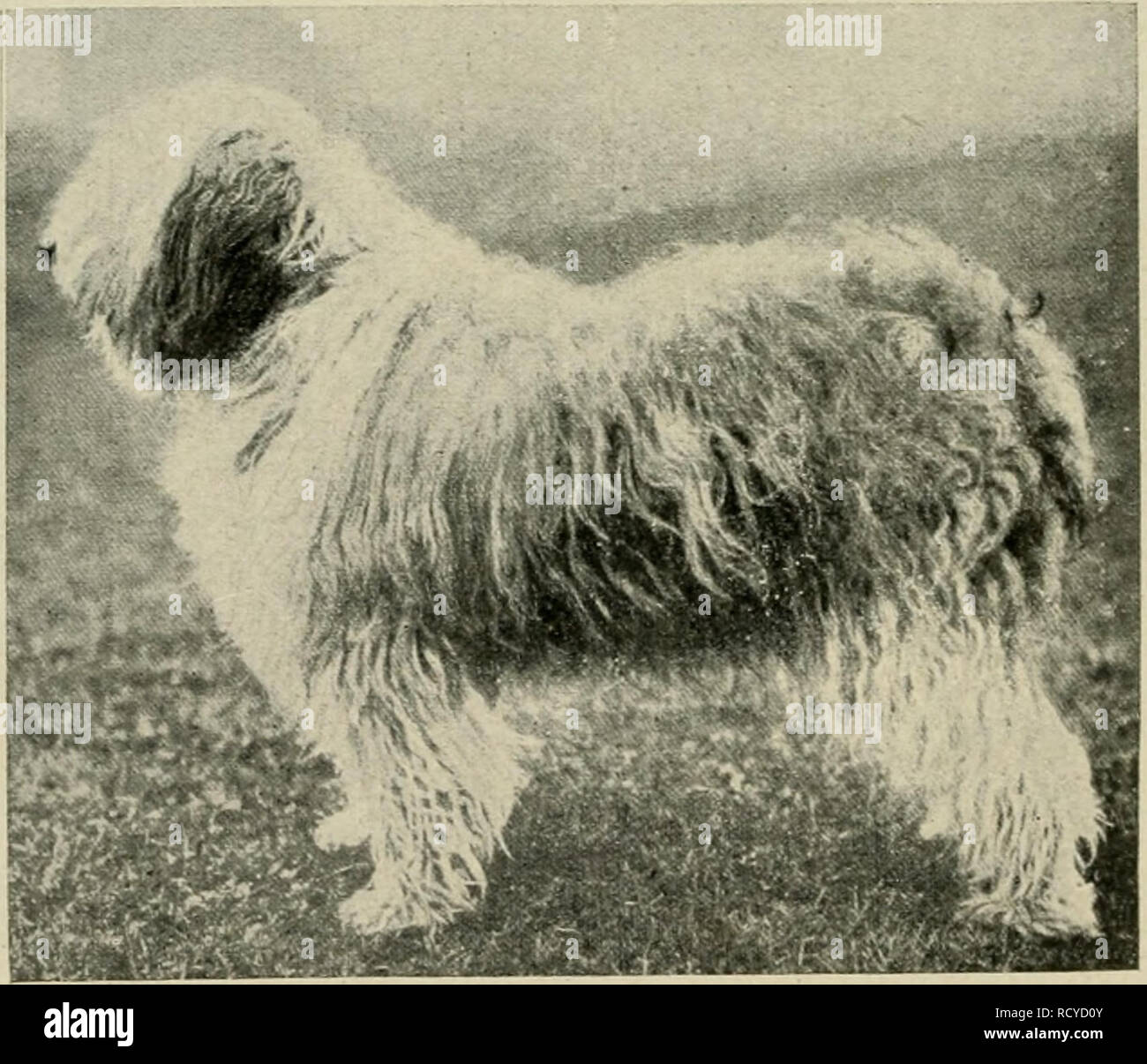 Old English Sheepdog Stock Photos Old English Sheepdog Stock