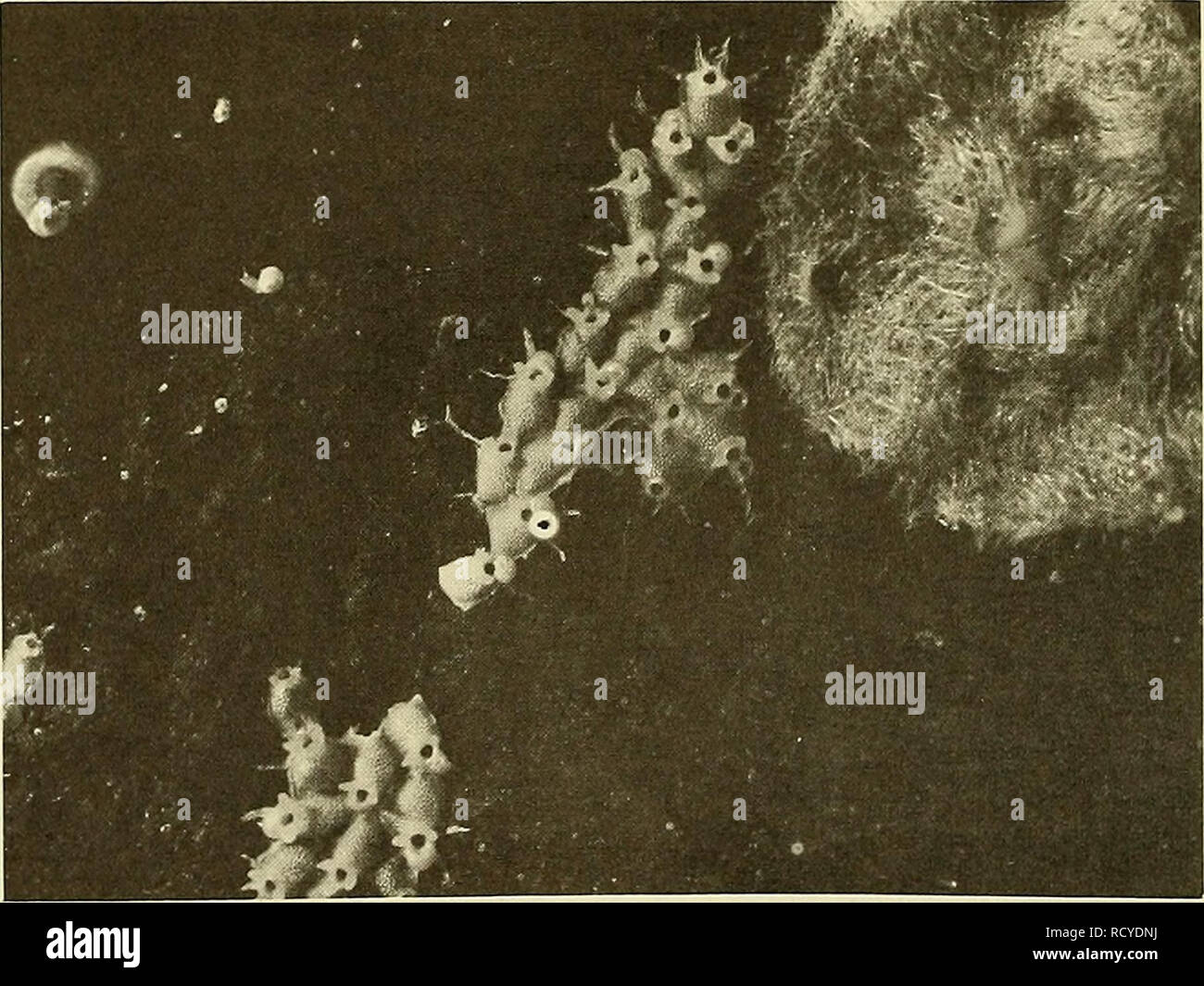 . Deepocean biodeterioration of materials. Materials; Marine sediments