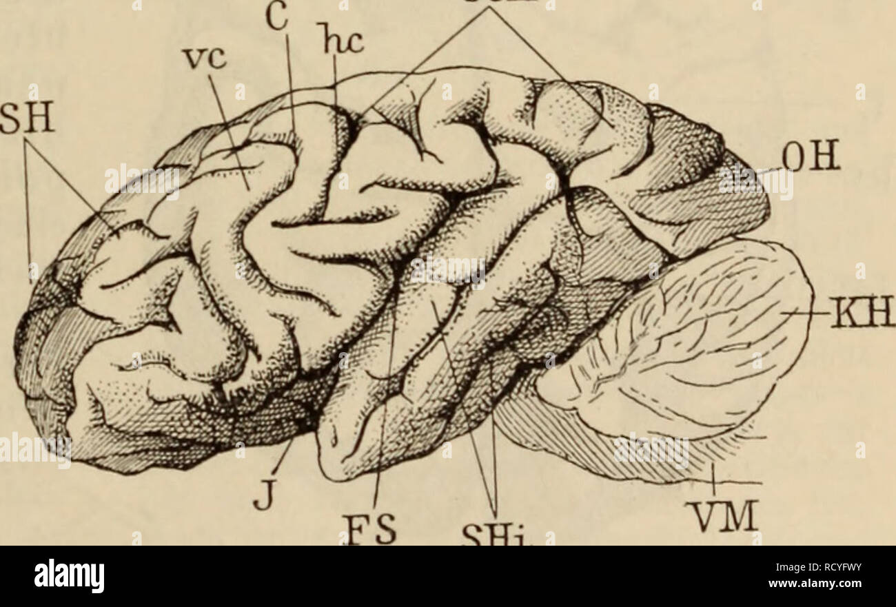 Parieto Occipital High Resolution Stock Photography And Images Alamy