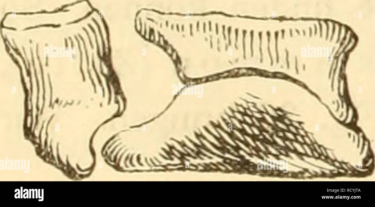 . Denkschriften - Österreichische Akademie der Wissenschaften. i:n; G. A rtha her. Werfen wir noch einen Blick auf die Pterodactyliden. Sie sind gleichzeitig mit den jüngeren Rhamphorhynchiden im oberen Weißjura aufgetreten, zeigen aber ebenso wie im allgemeinen Skelett- baue auch im Detail des Carpal-Gelenkes deutliche Unterschiede. Schon beim Pt. longirostris Cuvier's ist auf der Darstellung H. v. Meyer's (Fauna d. Vorw., Taf. II, Fig. 1, p. 28) eine kleine Anzahl von Knöchelchen in der Handwurzel zu sehen, die aber nicht im Detail wahrnehmbar sind. Besser ist dies an PI. Kochi Wagl. (Münchn Stock Photo