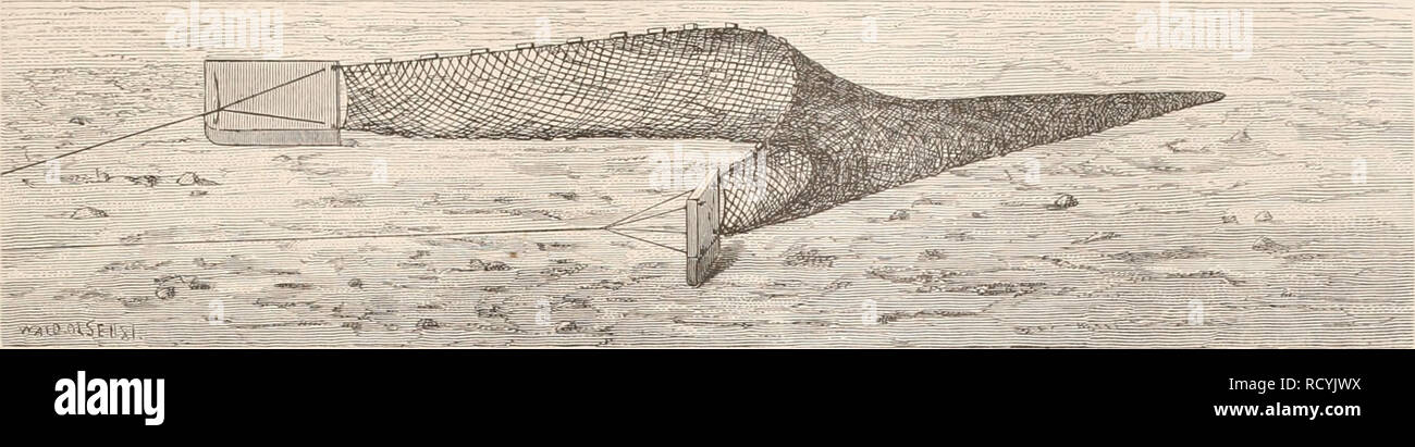 . Den Norske Nordhavs-expedition, 1876-1878. Scientific expeditions; Marine animals -- Norwegian Sea; Marine animals -- Arctic regions; Norwegian Sea. 37 Al' Trawls haivde vi 2 Slags, begge leverede at' Dr. .T. Hearder iV Smi i Plymouth, nemlig Otter-Trawl og Bom-Trawl, &lt; M' Trawls we had two kinds, viz. the Ottei'-trawl and the Beam-trawl, both furnished by Dr. f. Hearder å Smi of Plymouth.. Fig. is. Otter-Trawlen (Fig. 18) er nærmest et Fiskeapparat og ikke særdeles meget skikket til zoologisk Brug: Det bestaar at' et Net, der er aabent foran og bagtil snevrer sig sammen til en Spids. Til Stock Photo