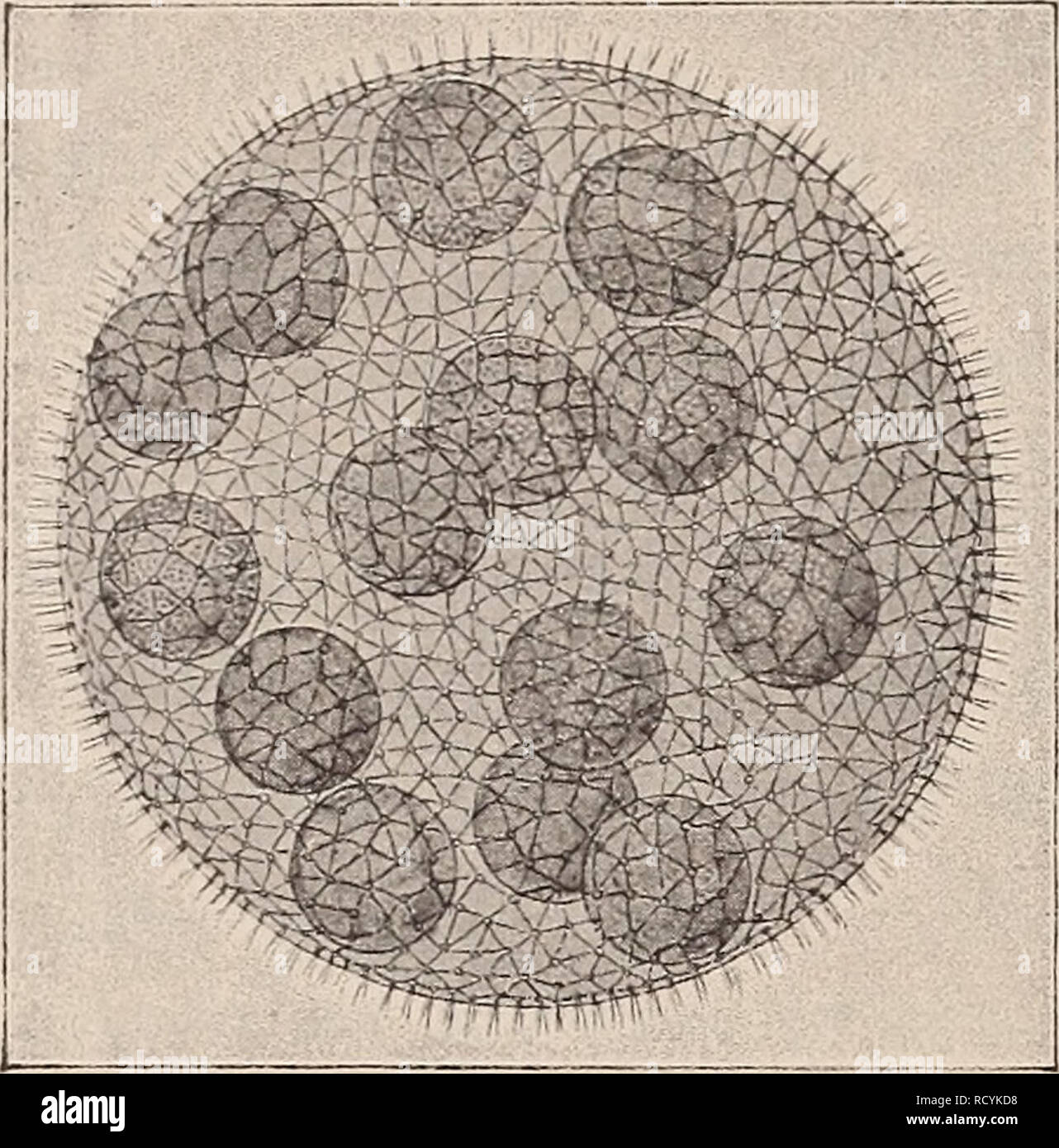 146 The High Resolution Stock Photography and Images - Page 272 