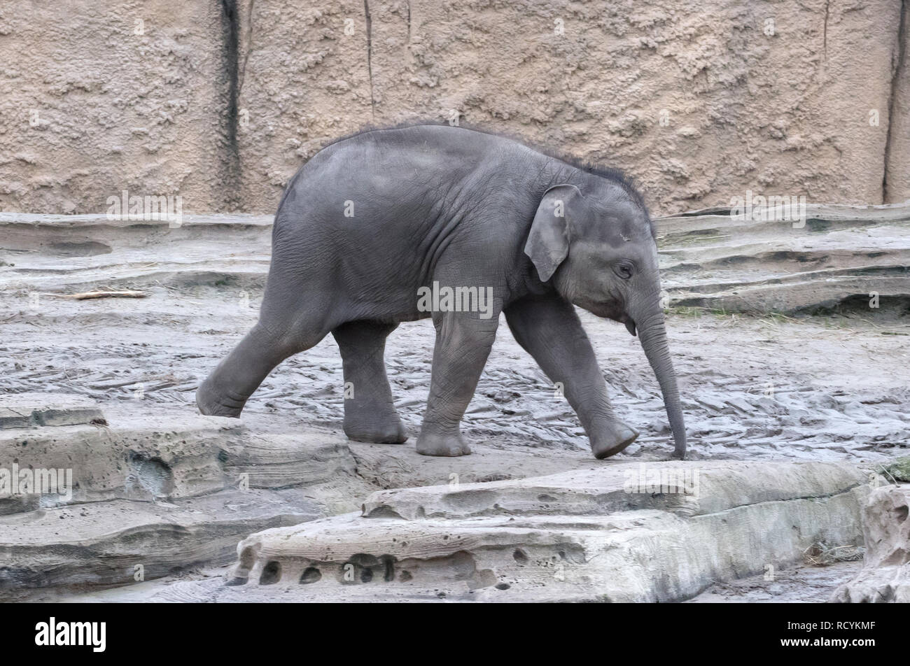 Baby elephant walking, from left to right Stock Photo Alamy