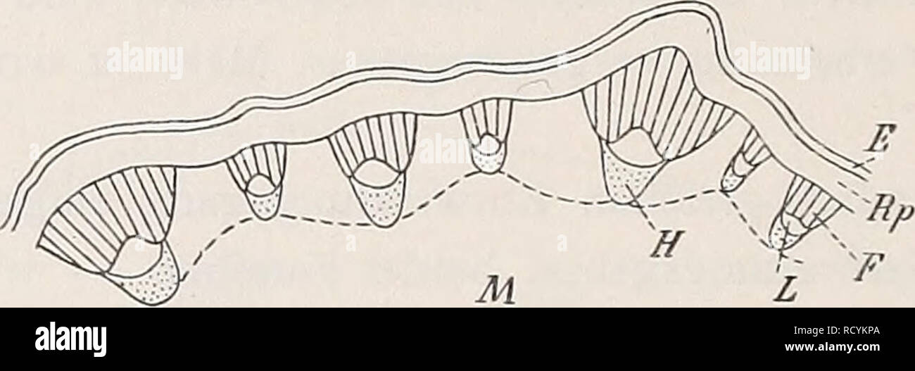 . Denkschriften - Österreichische Akademie der Wissenschaften. 768 W. Himmelbaur, Fig. 18) und Xauthorrhiza nicht in Zusammenhang zu bringen. Coptis weist eher auf Anemone hin (Fig. 11). Xauthorrhiza hat einen Gefaßbündelring, der an Cimicifuga erinnert. Aus solchen Fällen sieht man, wie ein Merkmal allein bei phylogenetischen Fragen nicht zu brauchen ist. Isopyrum (Tafel II, Fig. 19) ist wieder dem allgemeinen Typus untergeordnet. Der Festigungsring ist sklerenchymatisch und bloß zwei bis drei Zellen stark. Die V-Form des Gefäßbündels ist nicht besonders deutlich. Delphinium und Aconitum könn Stock Photo