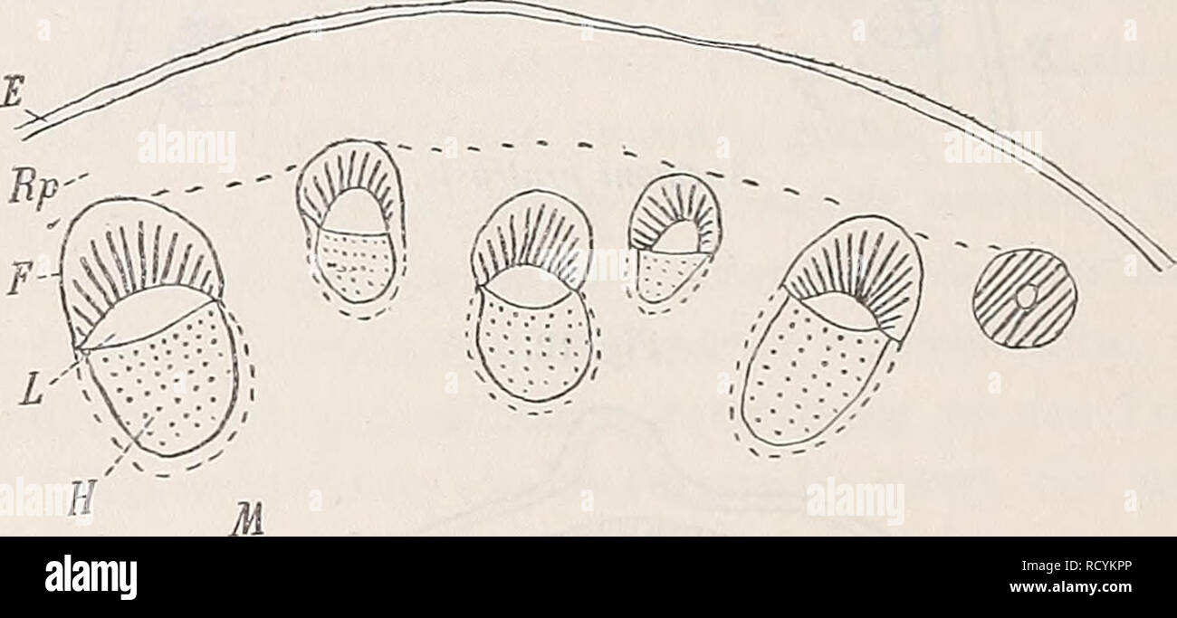 . Denkschriften - Österreichische Akademie der Wissenschaften. Cimicifuga racemosa. Fig. 14.. Actaea spicata. Urtypus entfernten Arten Knollen vorhanden. Die Blätter sind, wie übrigens bei sehr vielen Ranunculaceen, alle mehr oder weniger dreiteilig angelegt. Der Blütenstand ist ebenfalls der gleiche wie bei Leontice- Epimedhtm, nämlich cymös, mit Gipfelblüten (man nennt ihn fälschlich Traube oder gar botrytisch- rispig). Schließlich kommt noch der in Blüten von Actaea in der Einzahl vorhandene Fruchtknoten und kommen bei Aquilegia die Sporne in Betracht (Epimedütm!). Die Placentation ist die  Stock Photo