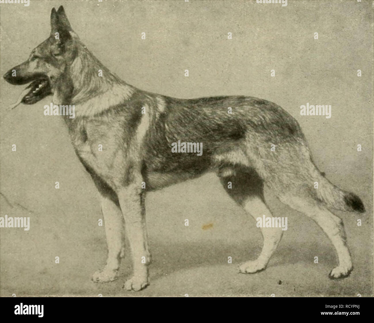 Der deutsche Schäferhund in Wort und Bild. German shepherd dogs. ^^*^ Rbh.  127. Sieger 1908 £ud)s oom Kalsmunt=rDet!lar S3. 3371.. flbb. 128.  Öjterreidjijdjer Sieger 1910 IDotan oom (imstai S3 »j^l-^, 10