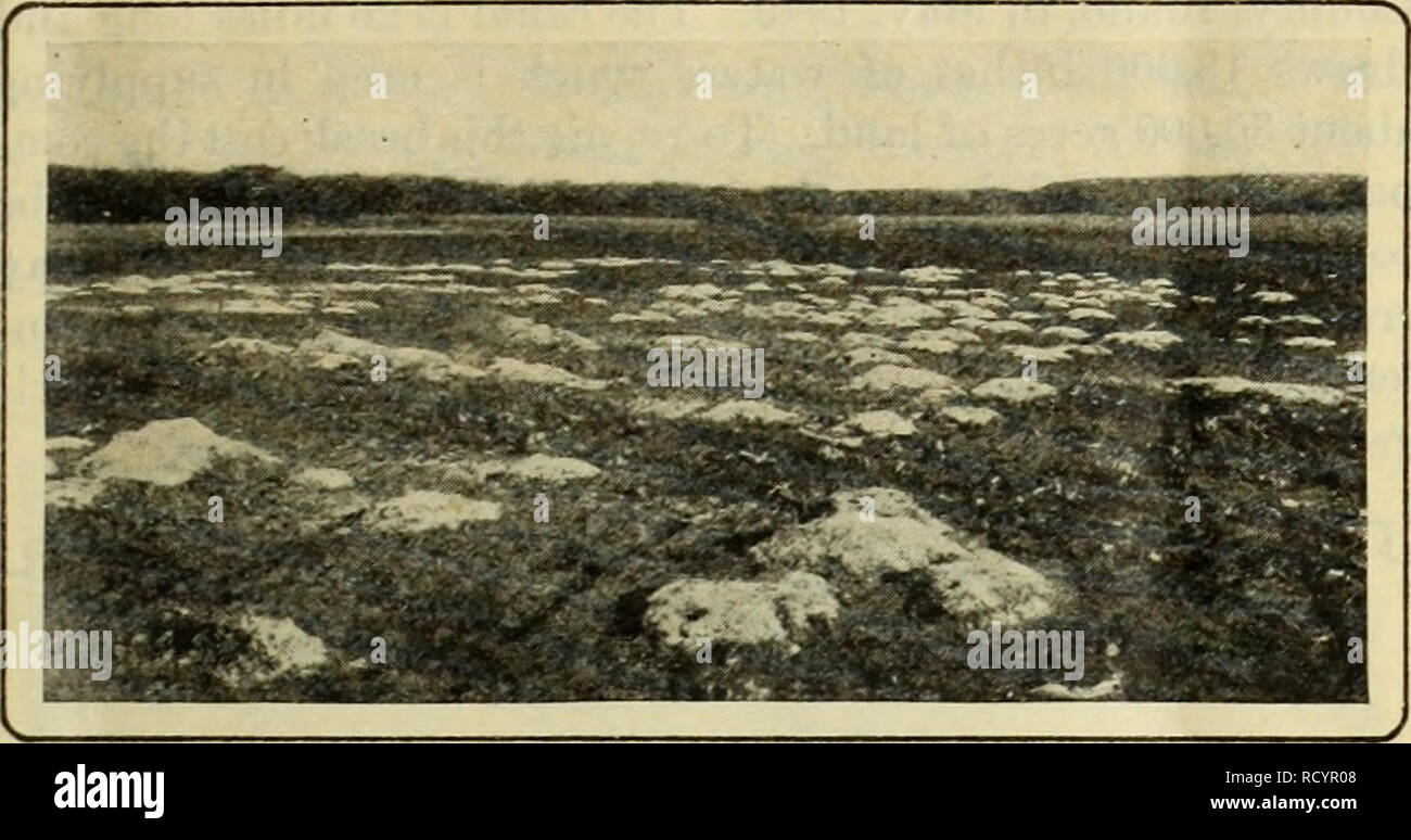 Pocket gopher damage hires stock photography and images Alamy