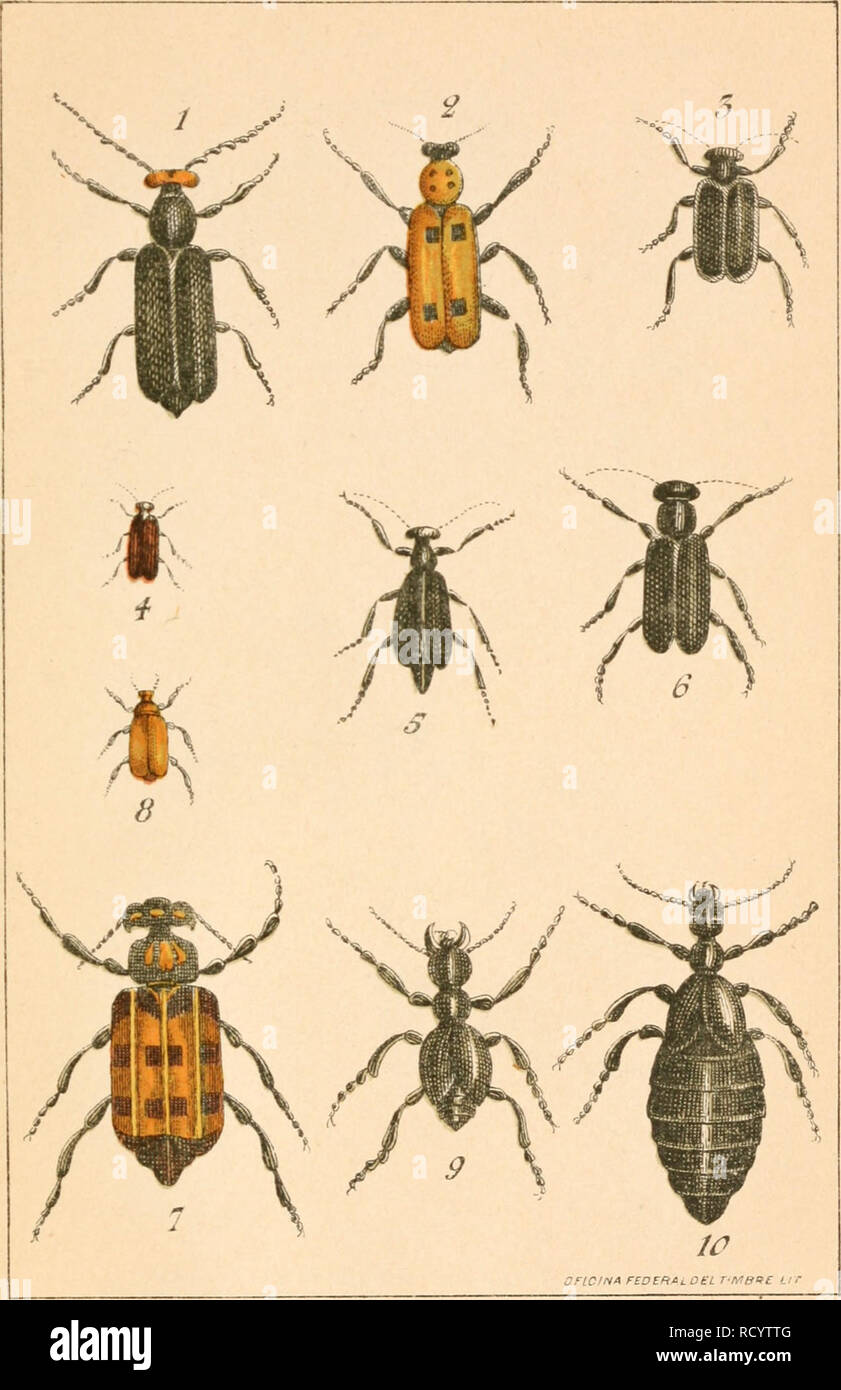 . Dates para la zoologia medica mexicann : Aráenidos é insectos. Arachnida -- Mexico; Insects -- Mexico. Zoología médica mexicana. Lóm.6?. 7. Horia maculata. i. Cantharis eucera. 4. Epicauta stigmata. 8. Tetraonix fulvus. t 9. Treiodous barran ci O 2. .. fasciolata. 5. ., nigra. 3. Epicauta cinctipennis. 6. ,, nigerrima. 10. ., ,, y Meloideos mexicanos cuya propiedad vesicante está experimentada. (Dibujos de la &quot;Memoria&quot; del Dr. Eugenio Dugés).. Please note that these images are extracted from scanned page images that may have been digitally enhanced for readability - coloration and  Stock Photo