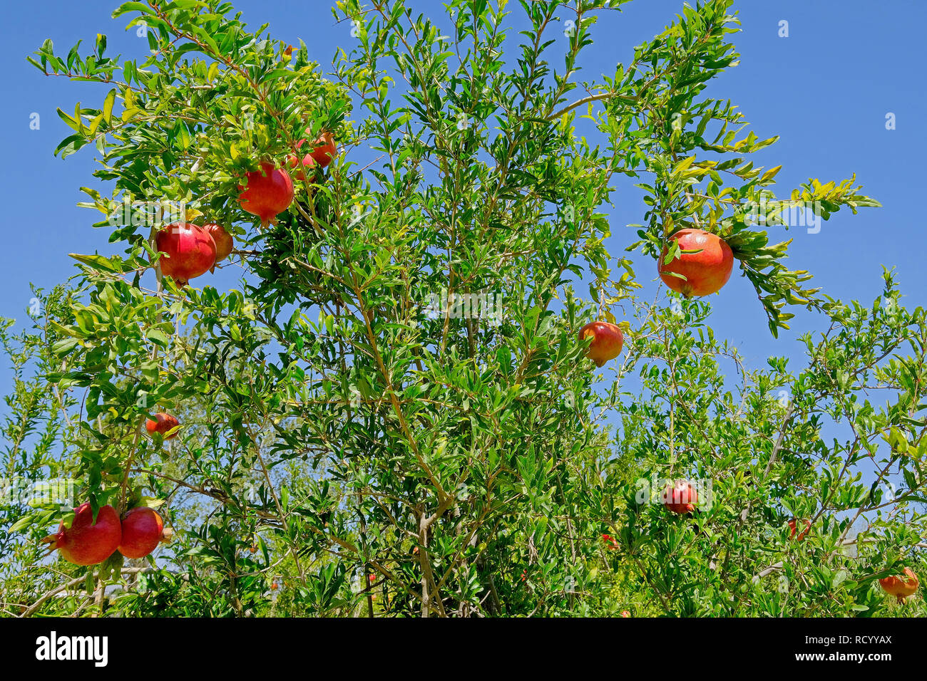 Argentina fruit tree hires stock photography and images Alamy