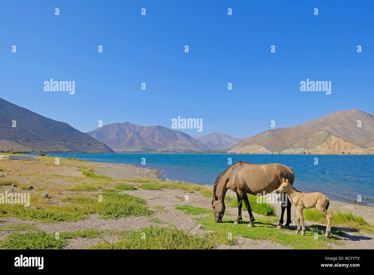Wild horses at the dam of the Embalse Puclaro lake, Vicuna, Elqui valley, Chile, South America Stock Photo