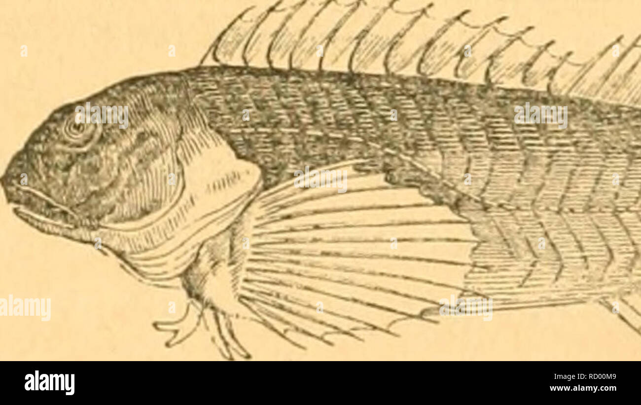 Danmarks fiske. Fishes. 330 VIII. De liuthntiiuUic|ic i^ifhc. ^orubfii bc  SifTf flf benne familie, bcv fovefomme icronliijt paa oorc ^))|lei 09 ere  »elbefjenbte ber : tvocr jeg enbnu fovteligcn at maatte