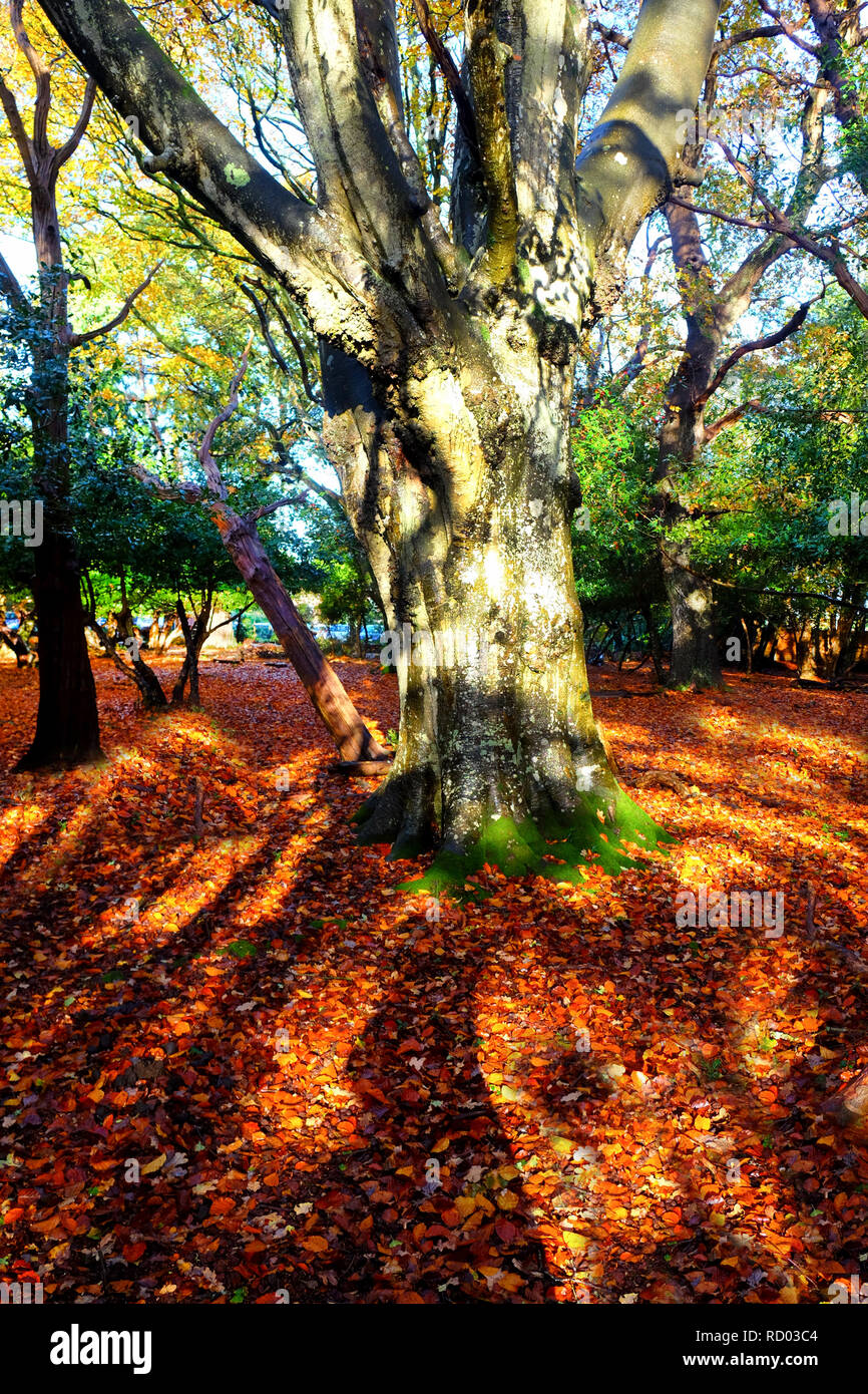 Glistening, golden trees in a forest in the autumn, fall, light is  streaming through the trees casting high lights and shadows on the floor  which is c Stock Photo - Alamy