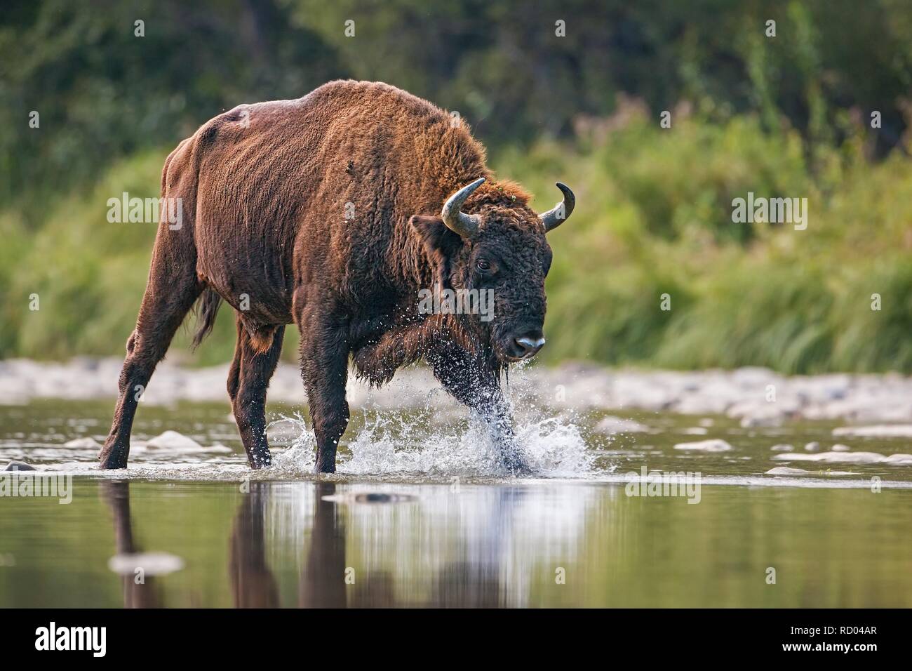 Huge bull of european bison, bison bonasus, crossing a river. Majestic wild animal splashing water with droplets flying around. Dynamic wildlife scene Stock Photo