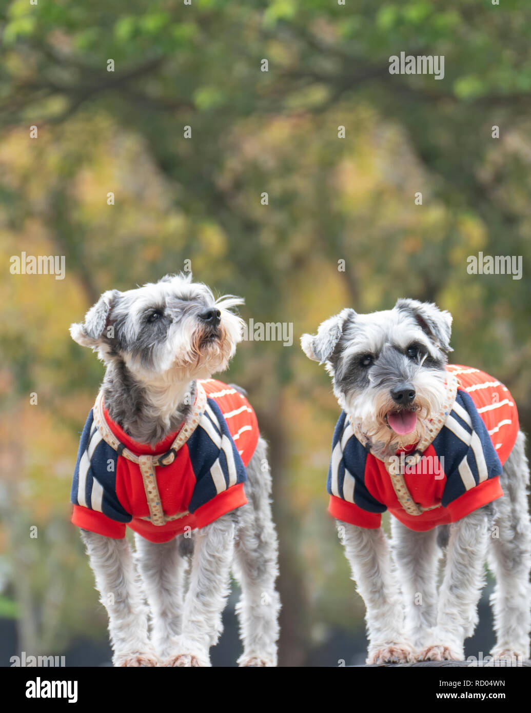 The Giant Schnauzer portrait. The Giant Schnauzer stands on the green ...