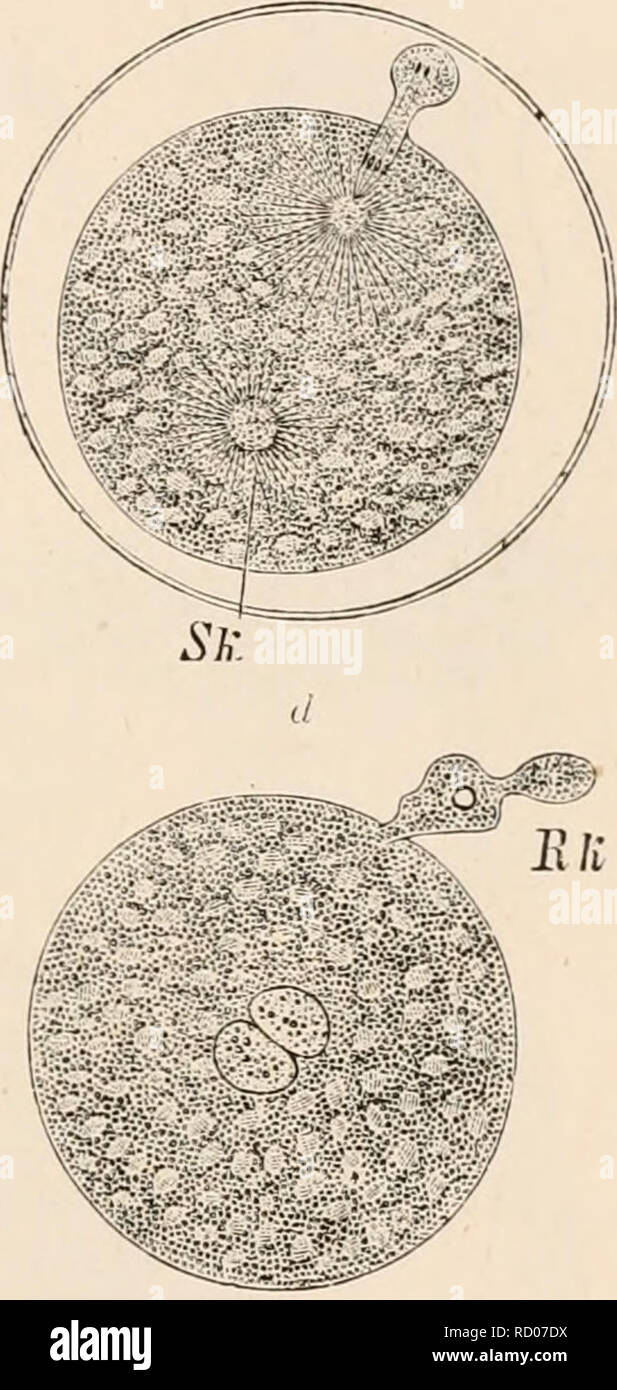 . Elementary text-book of zoology, tr. and ed. by Adam Sedgwick, with the assistance of F. G. Heathcote. . FIG. 101.—Ovum of Nsphelis (after O. Hertwis). a, the ovum half-au-hour after deposition. a projection of the protoplasm indicates the commencing f jrmation of the first polar body ; the nuclear spindle is visible. 6, The same an hour later, with polar body extruded, and after entrance of the spermatozoon. Sk, male pronucleus. c, The same another hour later without egg membrane, and with two polar bodies and male pronucleus (Sir); d, the same an hour later with approximated female and mal Stock Photo