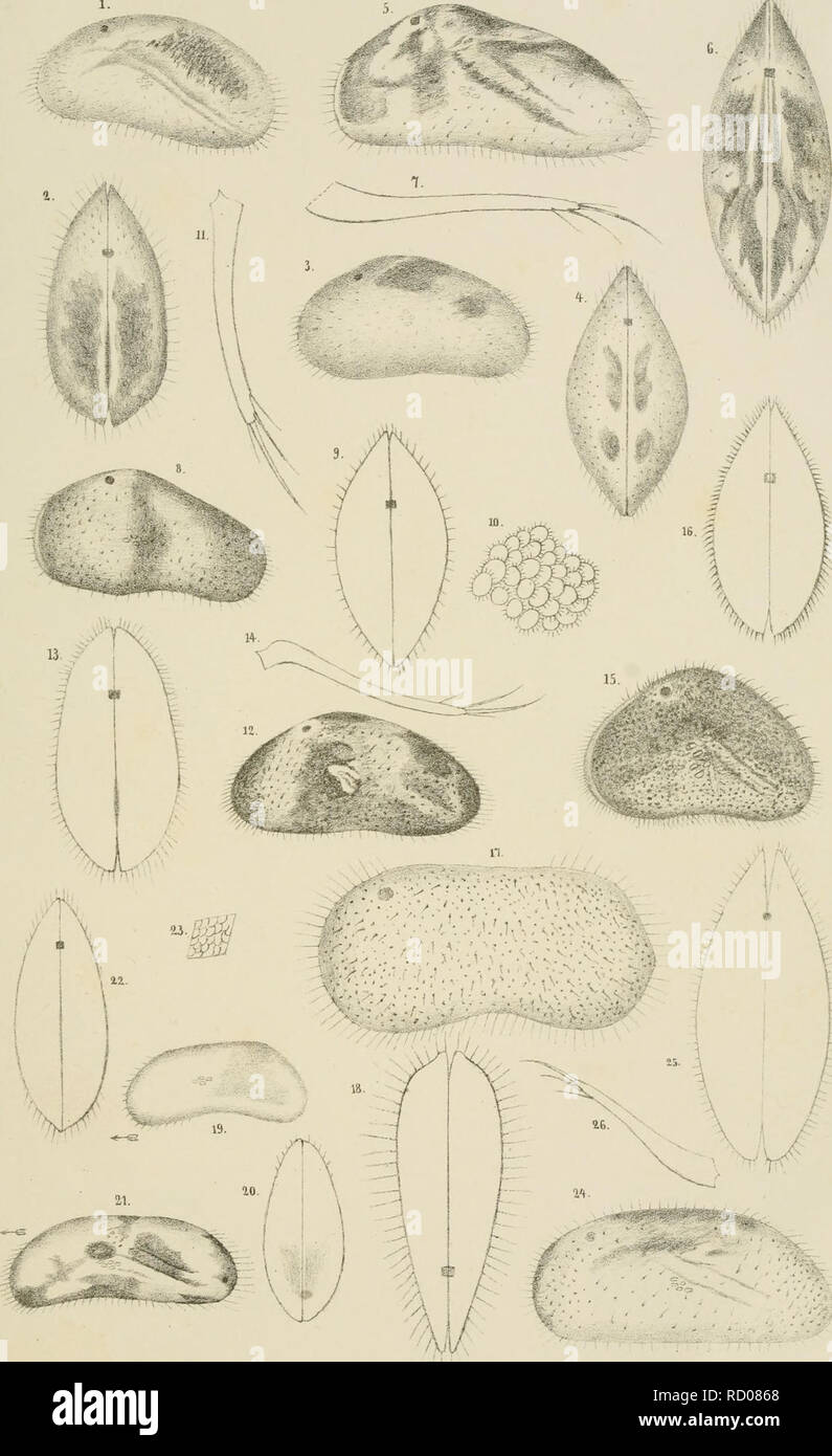 . De crustaceis ex ordinibus tribus: Cladocera, Ostracoda et Copepoda, in Scania occurrentibus. Om de inom Skåne förekommande crustaceer af ordningarne Cladocera, Ostracoda och Copepoda. Crustacea. Tal XL. a.t. del. itui-tcr L-J.h. M. Kir^f. Please note that these images are extracted from scanned page images that may have been digitally enhanced for readability - coloration and appearance of these illustrations may not perfectly resemble the original work.. Lilljeborg, Wilhelm, 1816-1908. Lund, Berlingska boktryckeriet Stock Photo