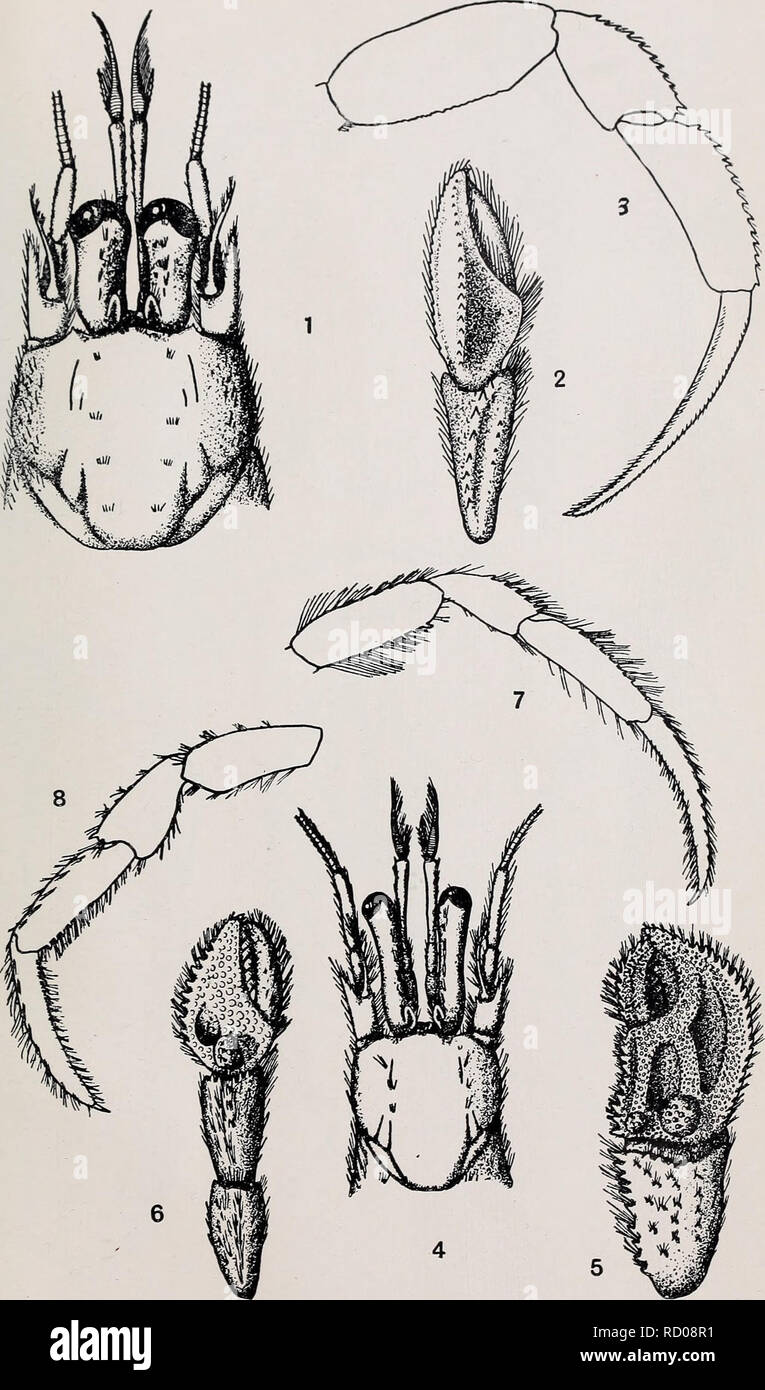 . Decapoda reptantia of the coasts of Ireland. Decapoda (Crustacea). Sci. Invest. I. '21. PL V.. C.M.S. del. Figs. 1-3.—Eupagurus variabilis. Figs. 4-8.—Eupagurus sculptimanus.. Please note that these images are extracted from scanned page images that may have been digitally enhanced for readability - coloration and appearance of these illustrations may not perfectly resemble the original work.. Selbie, C. M. London Stock Photo