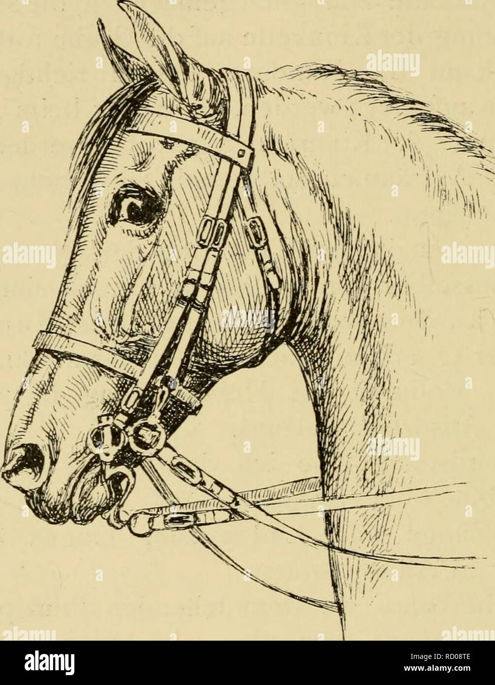 5 Damen Stock Photos 5 Damen Stock Images Alamy