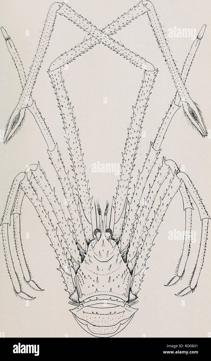. Decapoda reptantia of the coasts of Ireland. Decapoda (Crustacea). I. ^14. PL X.. C.M.S. del. Gastroptychus formosus,. Please note that these images are extracted from scanned page images that may have been digitally enhanced for readability - coloration and appearance of these illustrations may not perfectly resemble the original work.. Selbie, C. M. London Stock Photo