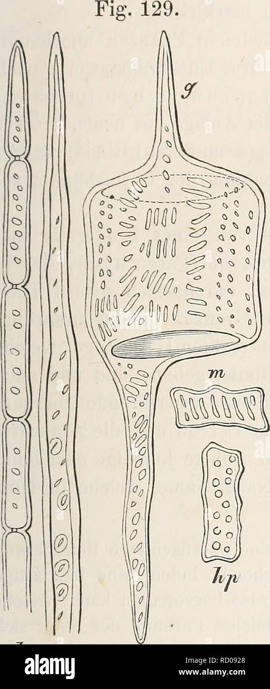 Inat Stock Photos Inat Stock Images Alamy