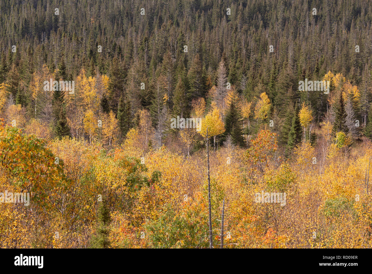 Autumnal foliage in Gaspésie National Park (Parc National de la ...