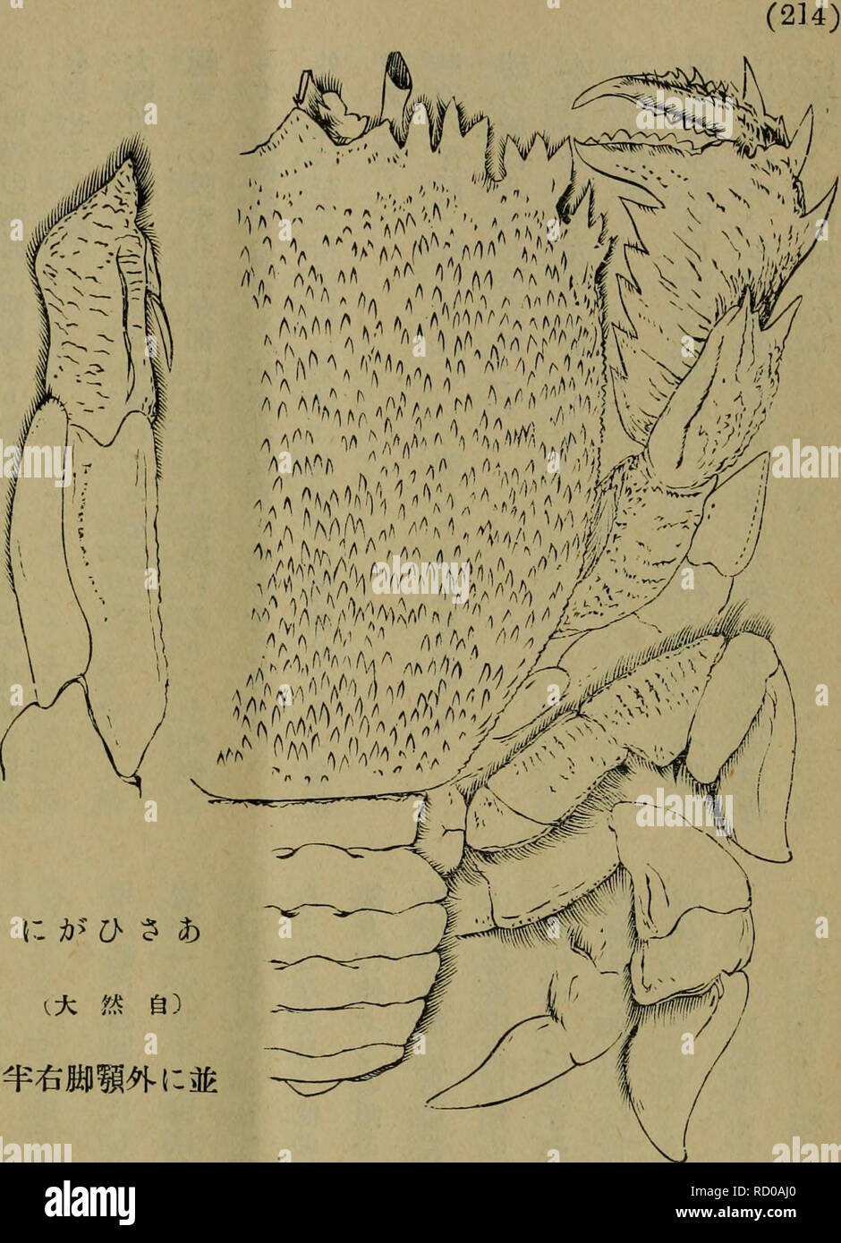 Dbutsugaku Zasshi Zoology Zoology Iae E E Eeªªca ºa A A A A A µa A A I a Ranlsa Ranina Tan E A Cancer Raniluls Limia 176 4 Ranina Sel Rata Lamarl 180a I Aº Pr Delltata Latraiue 14 Albunea Wop M Fabricius 1798 A Ae A A