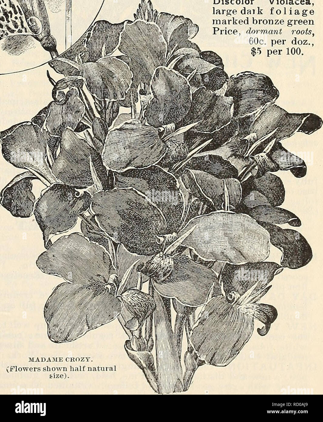 . Dealers and florists wholesale list of plants. Seed industry and trade Catalogs; Seeds Catalogs; Flowers Seeds Catalogs; Plants, Ornamental Catalogs. ....,^..,o..,.,:mmm!lMmmt,. BUTTERFLY CANNA, GOLDEN WINGS (Flowers shown halt natural size.) GANNAS. Golden Wings. In Golden wings we have a grand sort decorated in a unique manner. Through a golden field are scattered irregular spots and blotches of deep brownish crimson and ^ orange scarlet, with great patches of color in '• ^ the centre of the flowers. No Orchid is more %y^ generously endowed than this in the distribution ^» of colors ; no Stock Photo