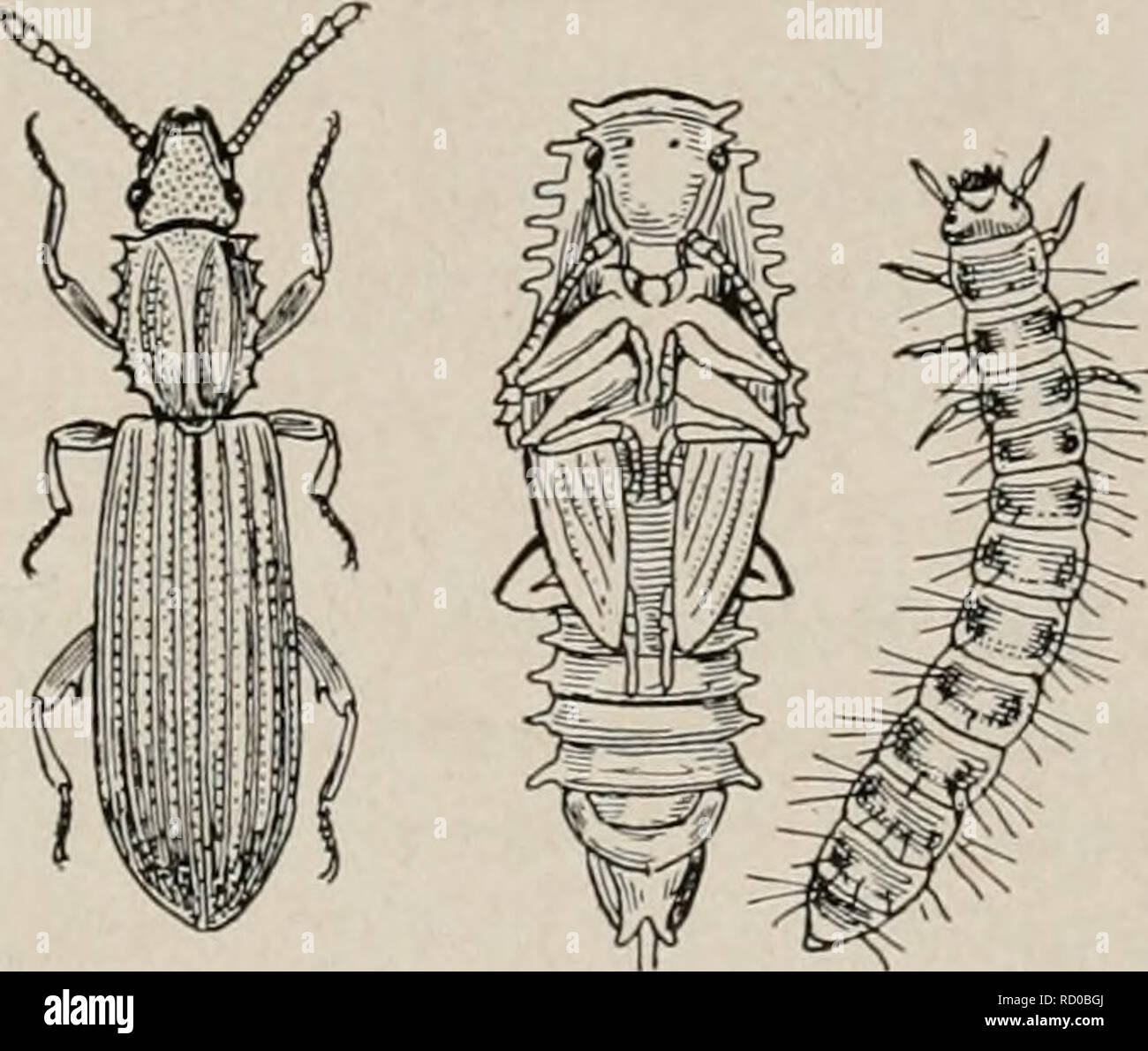 . Elementary textbook of economic zoology and entomology. Zoology ...