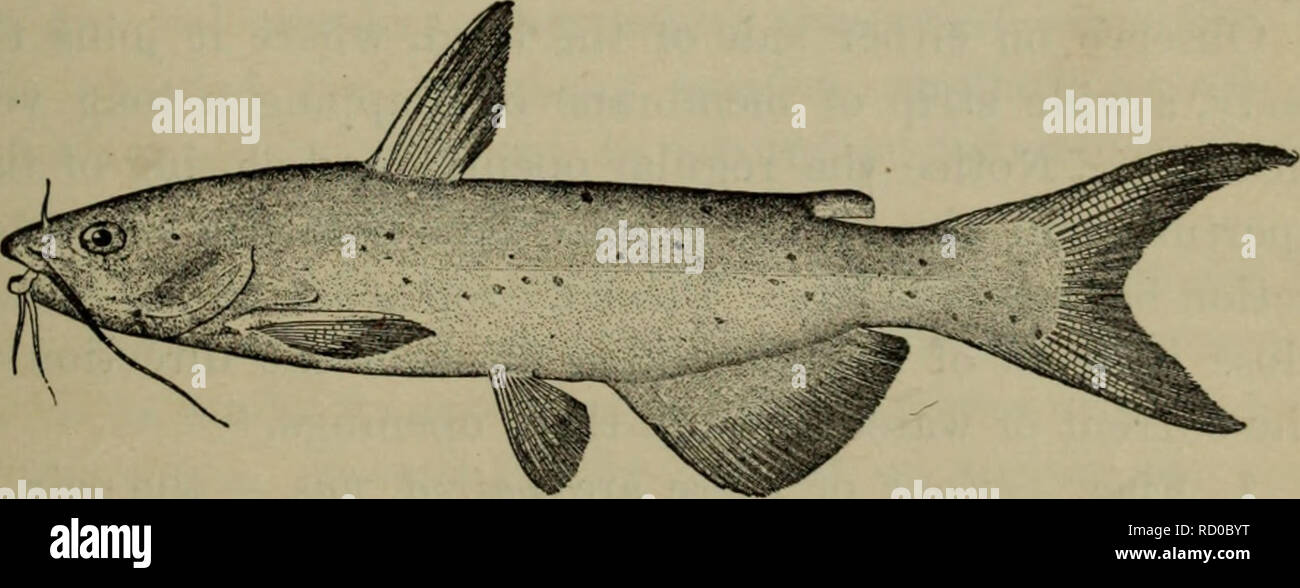 . Elementary lessons in zoölogy : a guide in studying animal life and structure in field and laboratory. Zoology. VERTEBRATES. THE CATFISH. The following directions are written with special refer ence to the common channel cat or white catfish (^Ictalu- rus punctatus)^ but they are general enough to be applied without difficulty to the study of any other common cat- fish.. The Channel Cat (after Todd, by permission). Description. — The channel cat is abundant in all oui rivers and small streams. It has the characteristic cat- • fish contour of body, which needs to be seen but once to be rememb Stock Photo