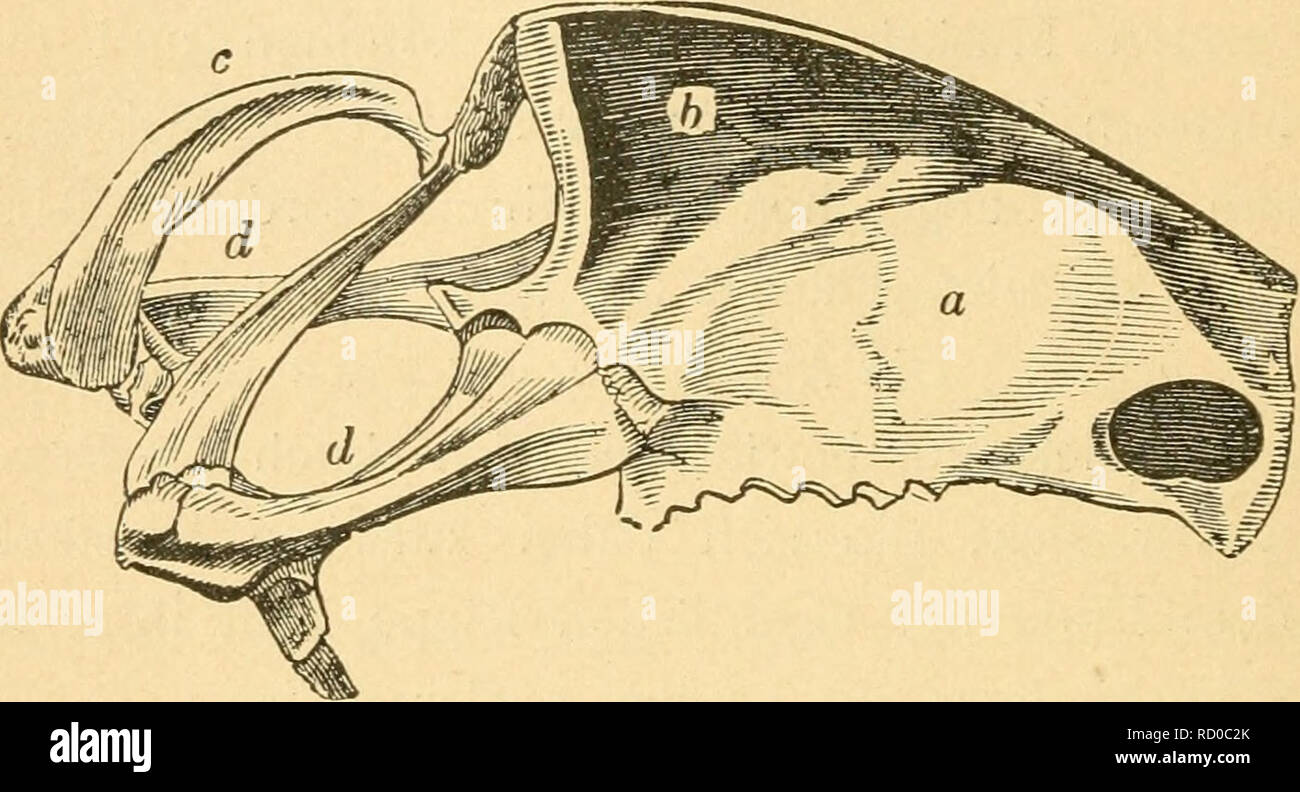 Page 2 Brustbein High Resolution Stock Photography And Images Alamy