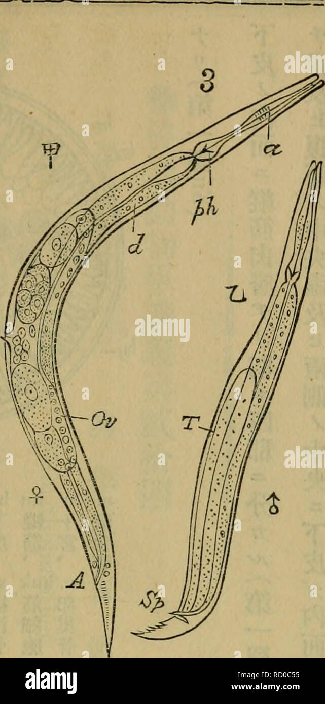 Mermis High Resolution Stock Photography And Images Alamy