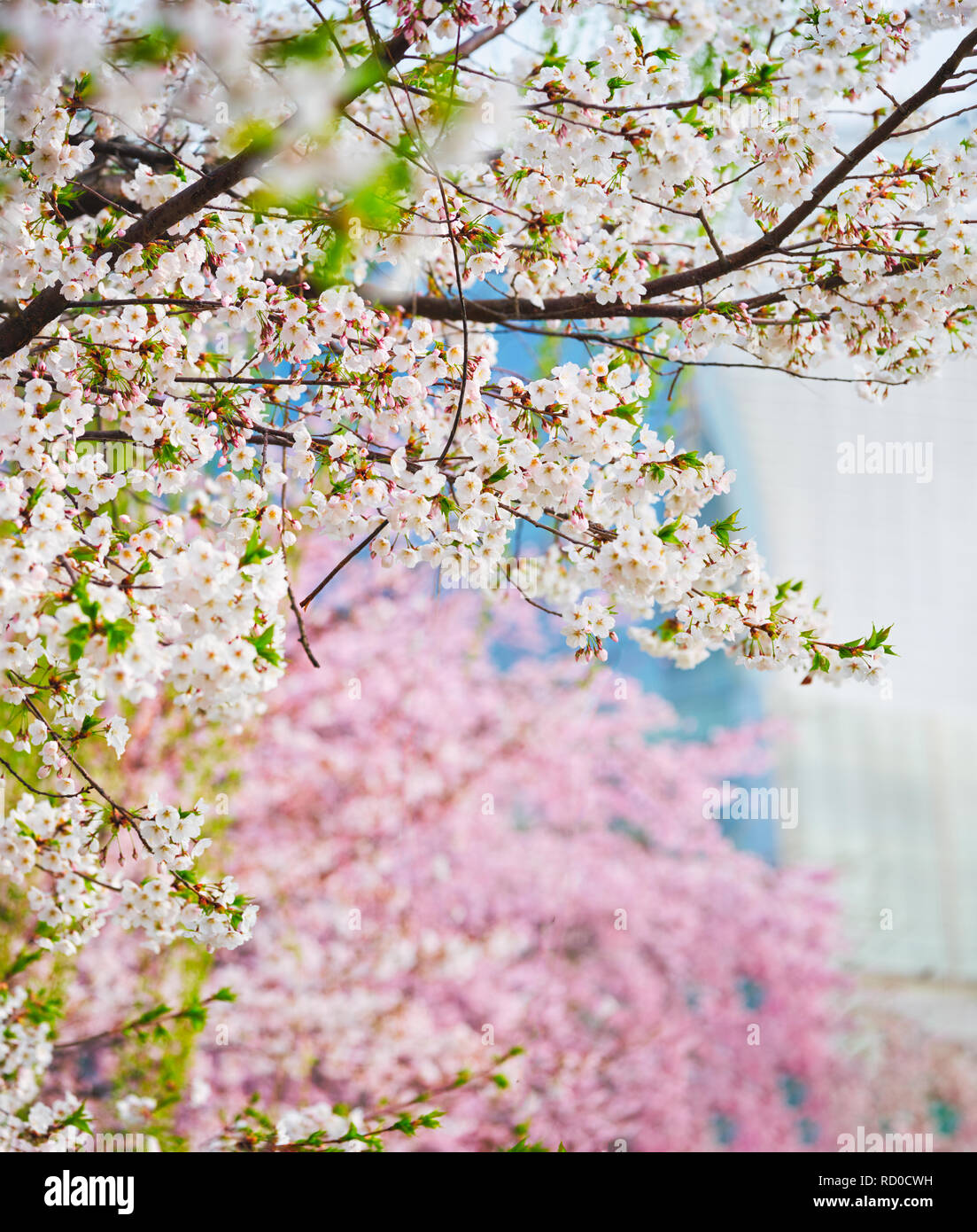 Blooming sakura cherry blossom Stock Photo Alamy